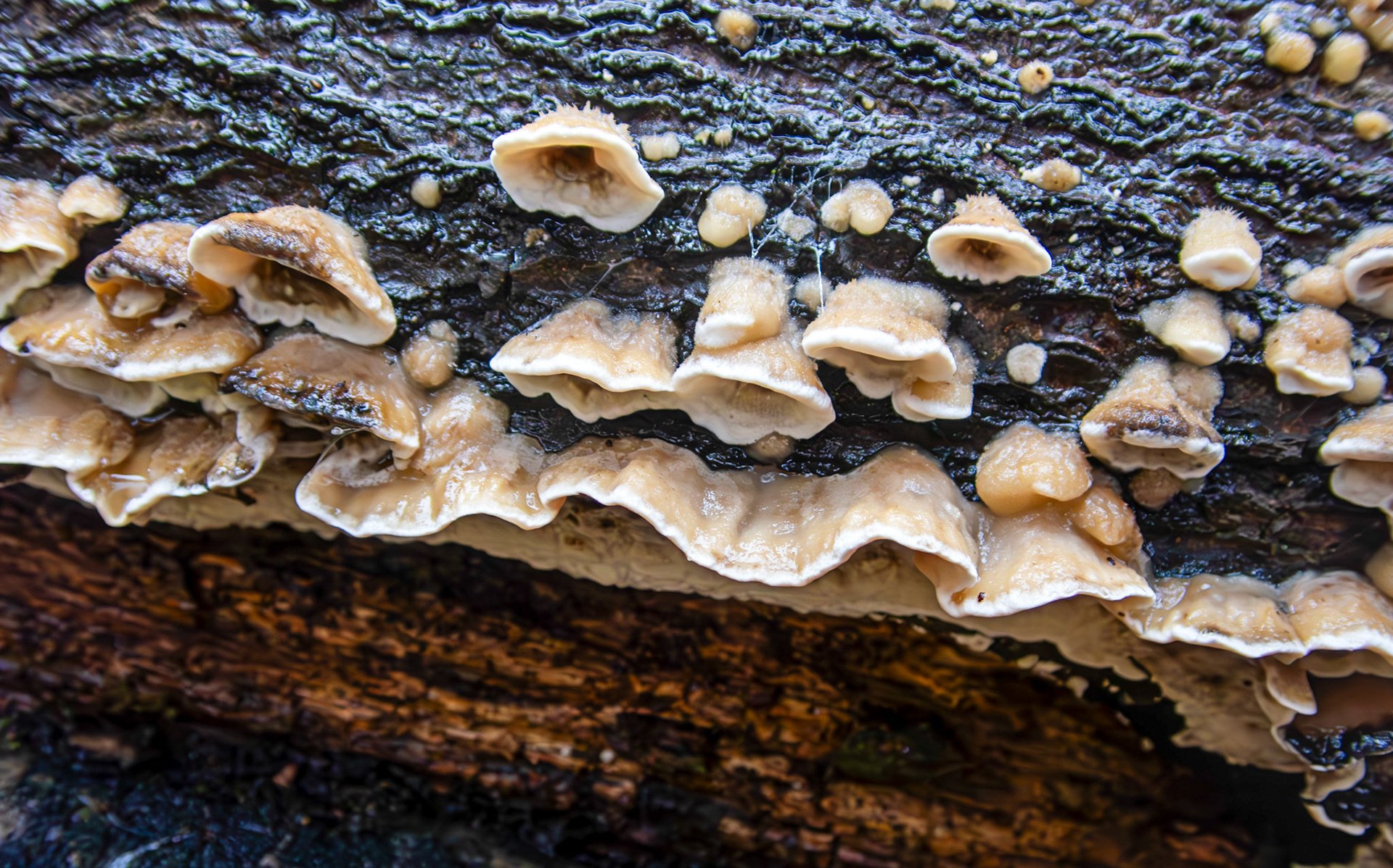 Smoky Bracket (Bjerkandera adusta) Deans Woods 08 November 2025