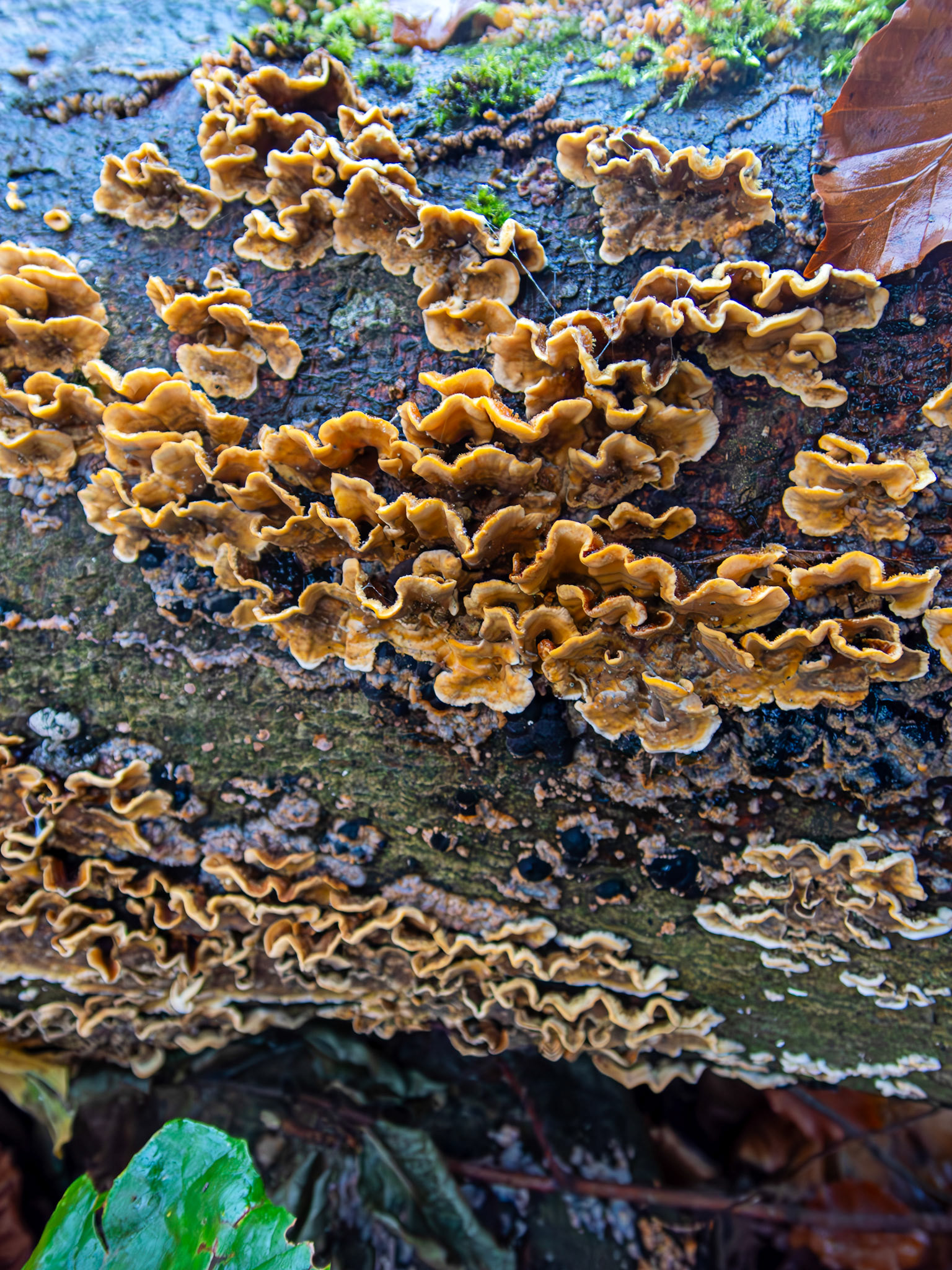 Hairy Curtain Crust (Stereum hirsutum) Deans Woods 08 November 2025