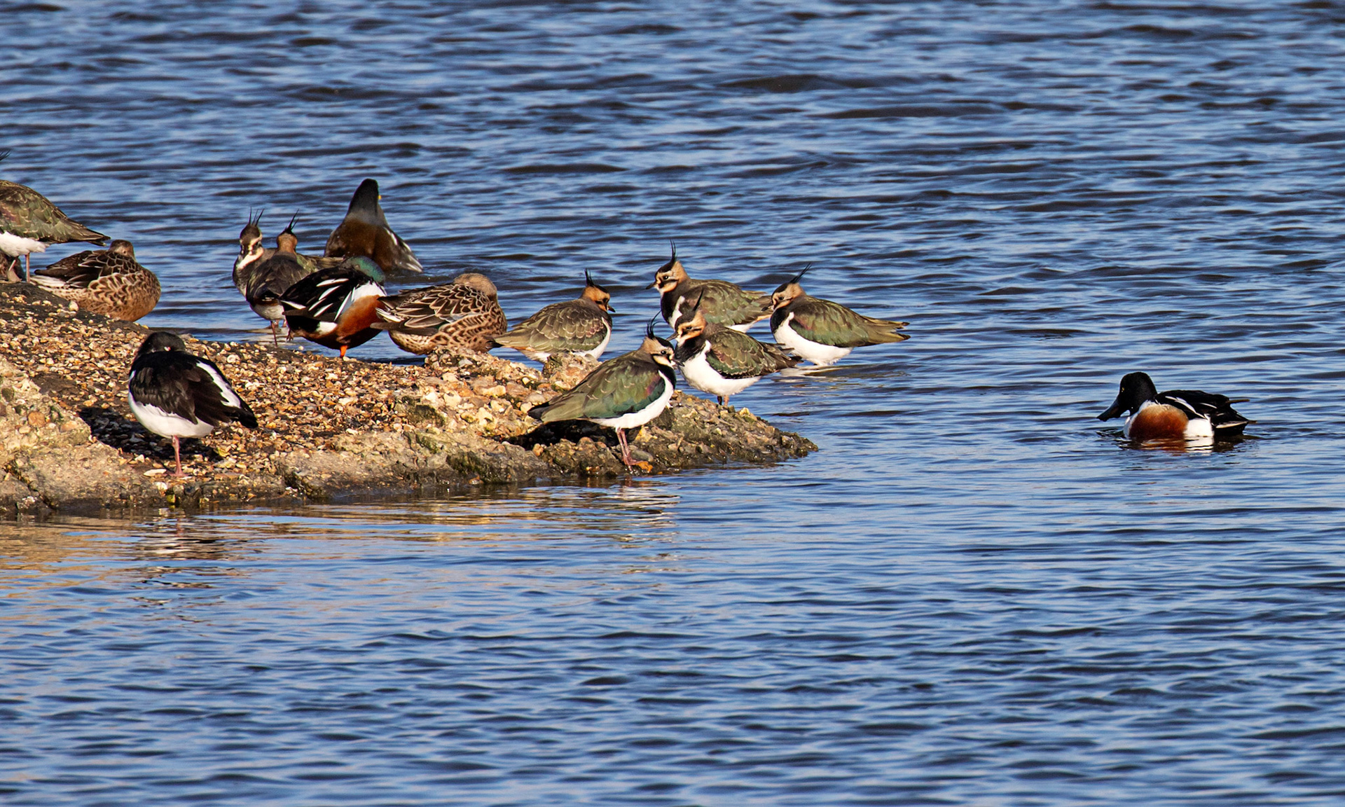 Lapwing &amp; Shoveller at Titchfield Haven 02 January 2025