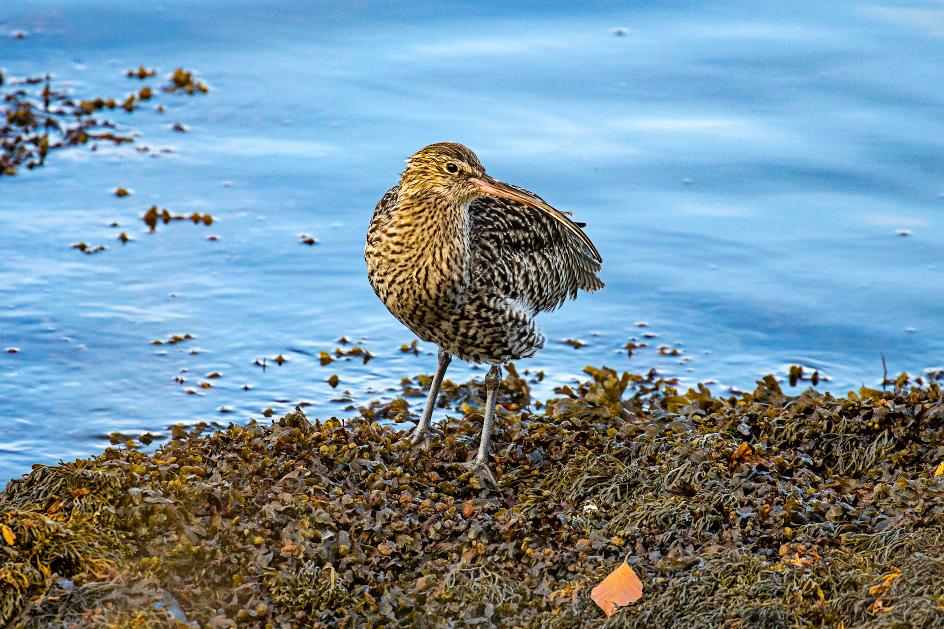 Curlew - South Queensferry 30 October 2024