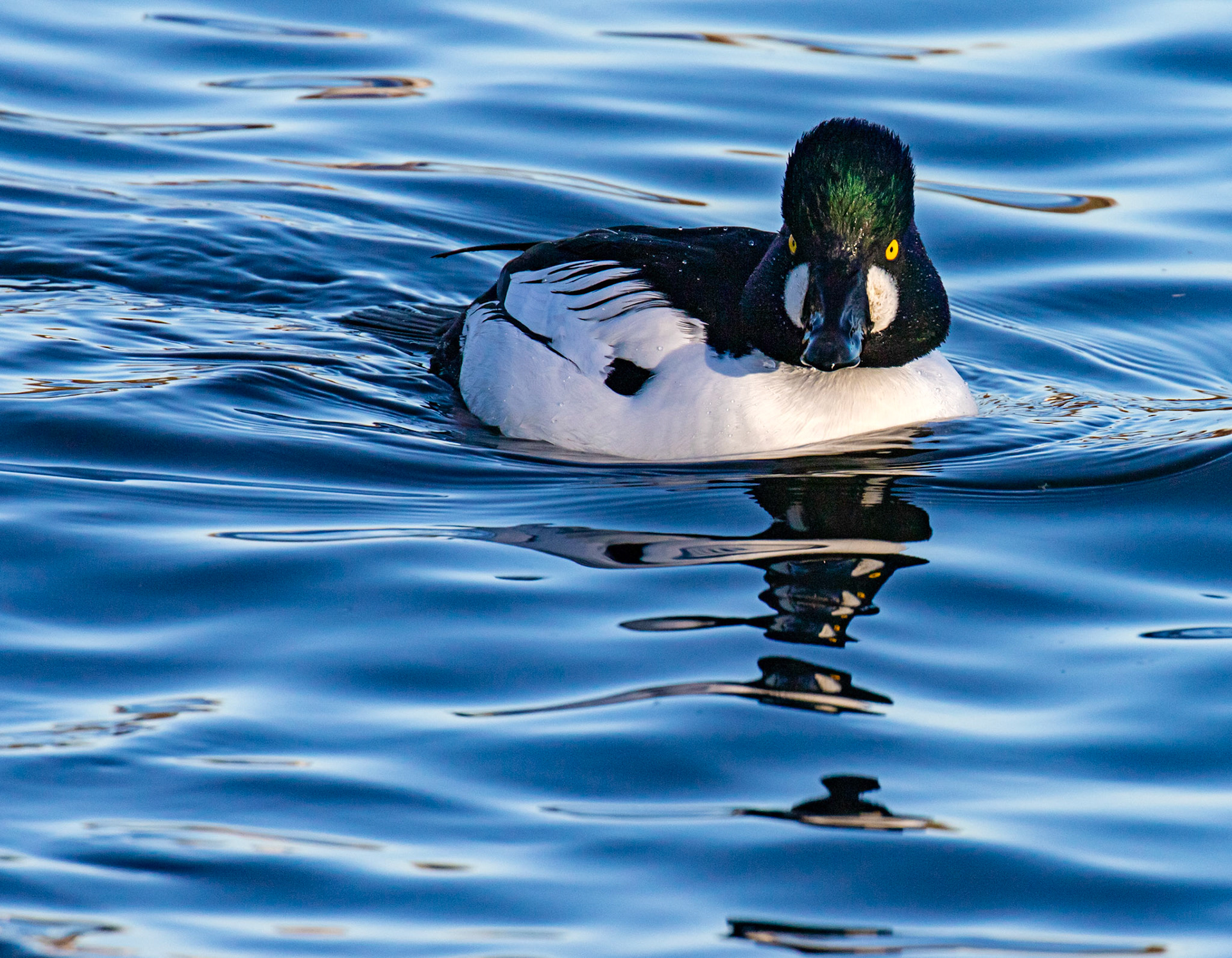 Goldeneye at Hogganfield Loch 10 January 2025