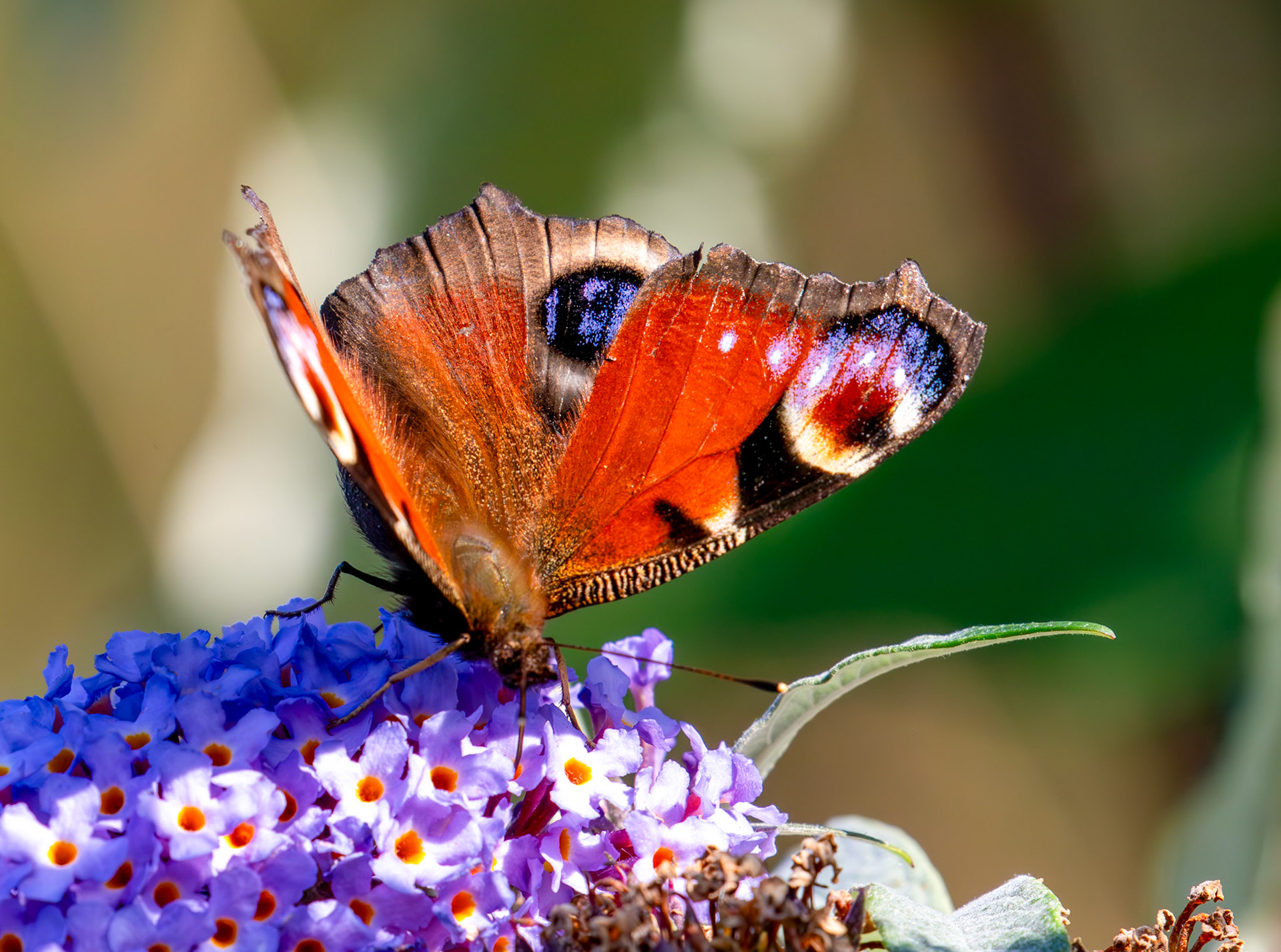 Peacock - RSPB Loch Leven 06 Sept 2024