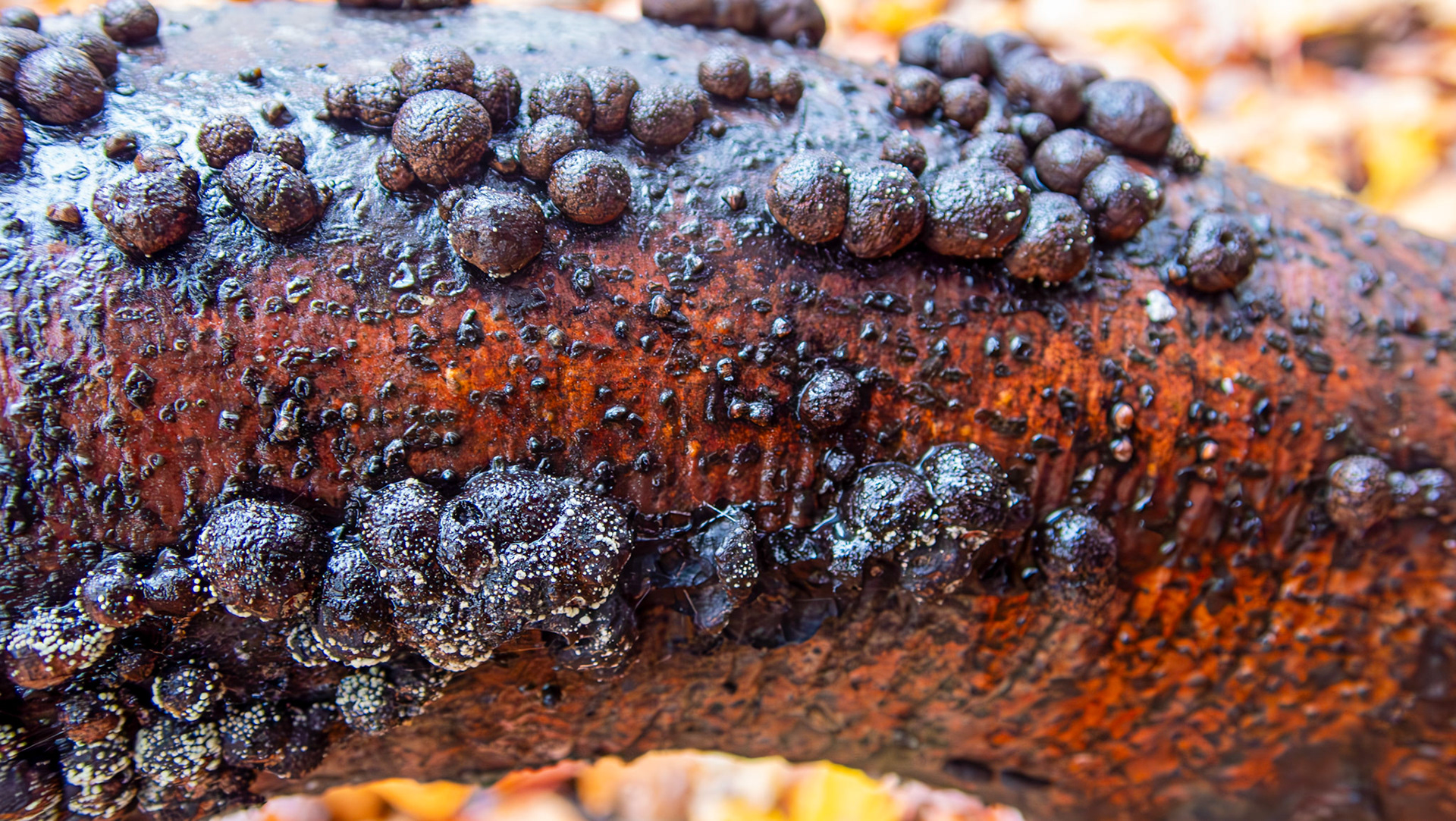 Carbon balls (Daldinia concentrica) Deans Woods 08 November 2025
