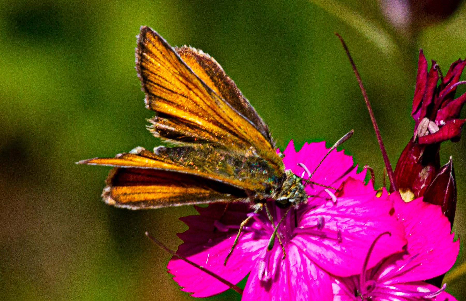 Mottistone IOW 16 July 2022