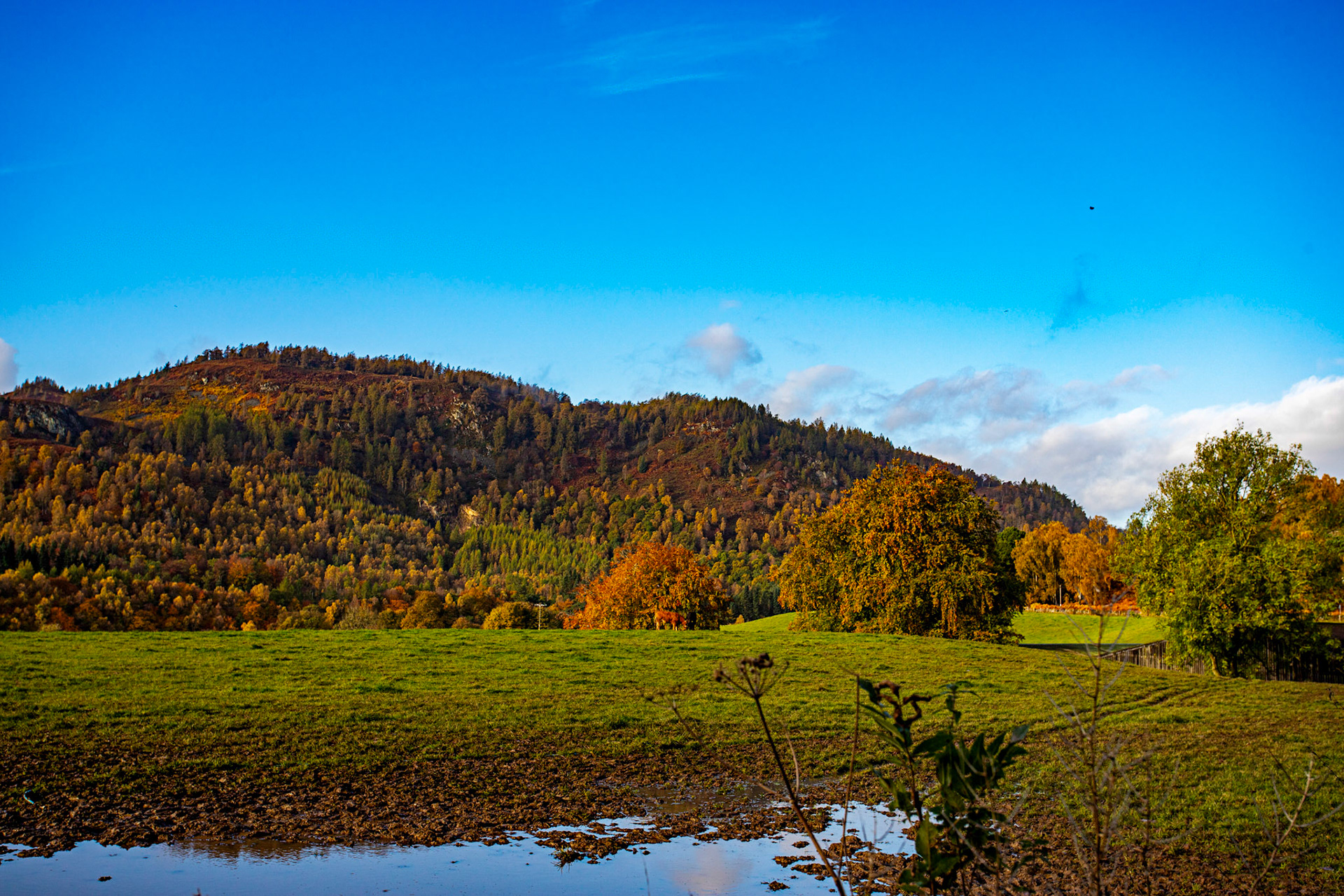 near Dunkeld. Autumnal Tour around Perthshire 19 October 2024