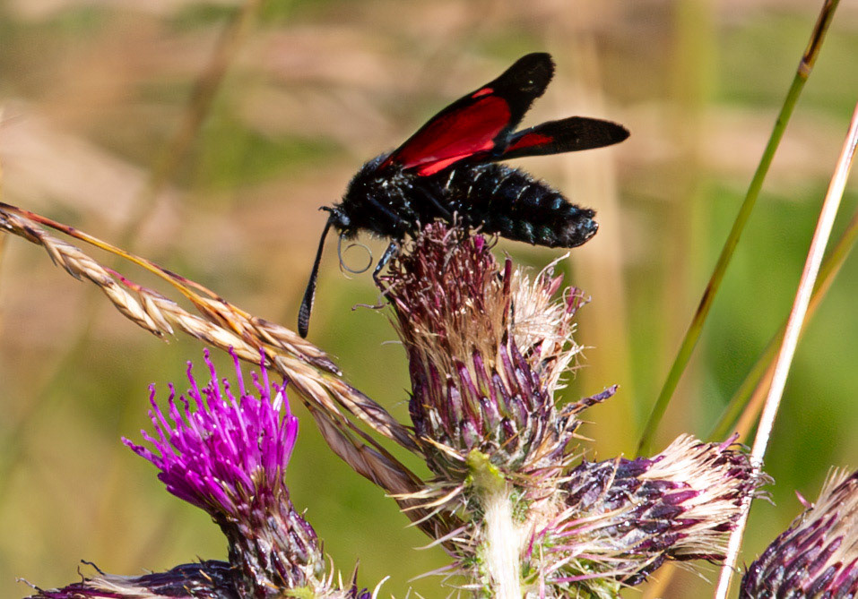 Herperrig Insects 23 July 2024