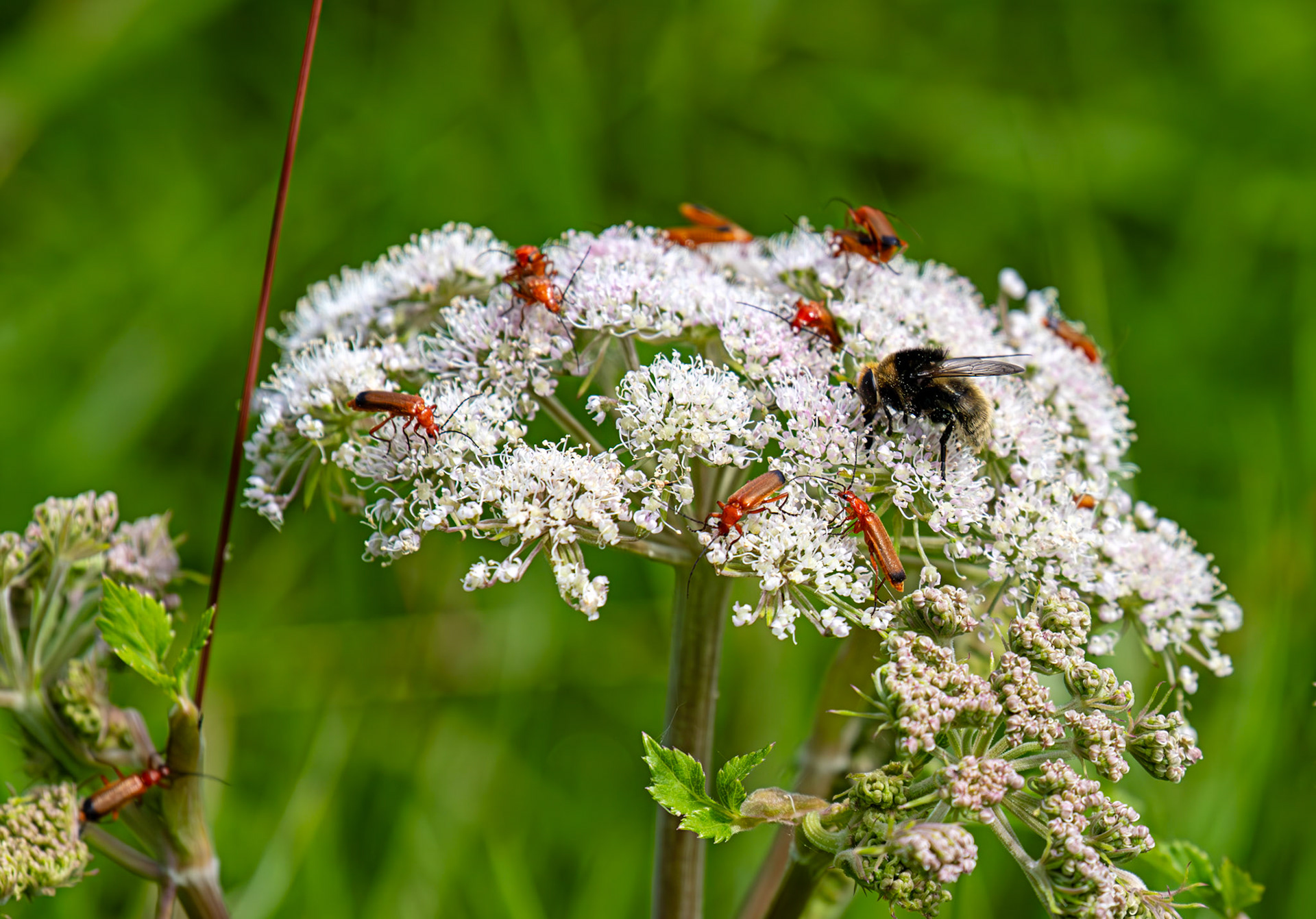 Soldier Beetles &amp; Merodon equestris (Large Narcissus Fly) - Harperrig 08 July 2025