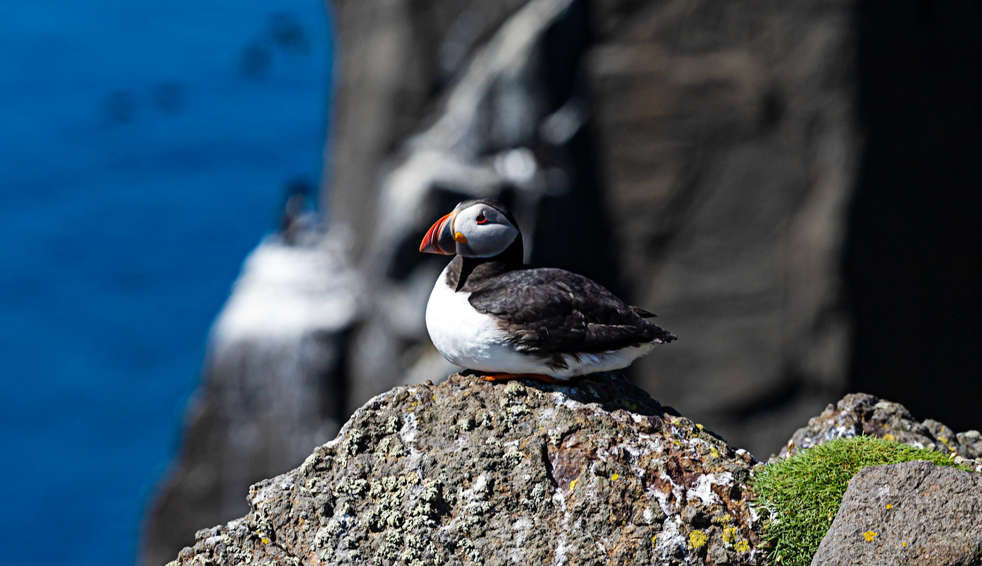 Puffin - Isle of May - 04 June 2022