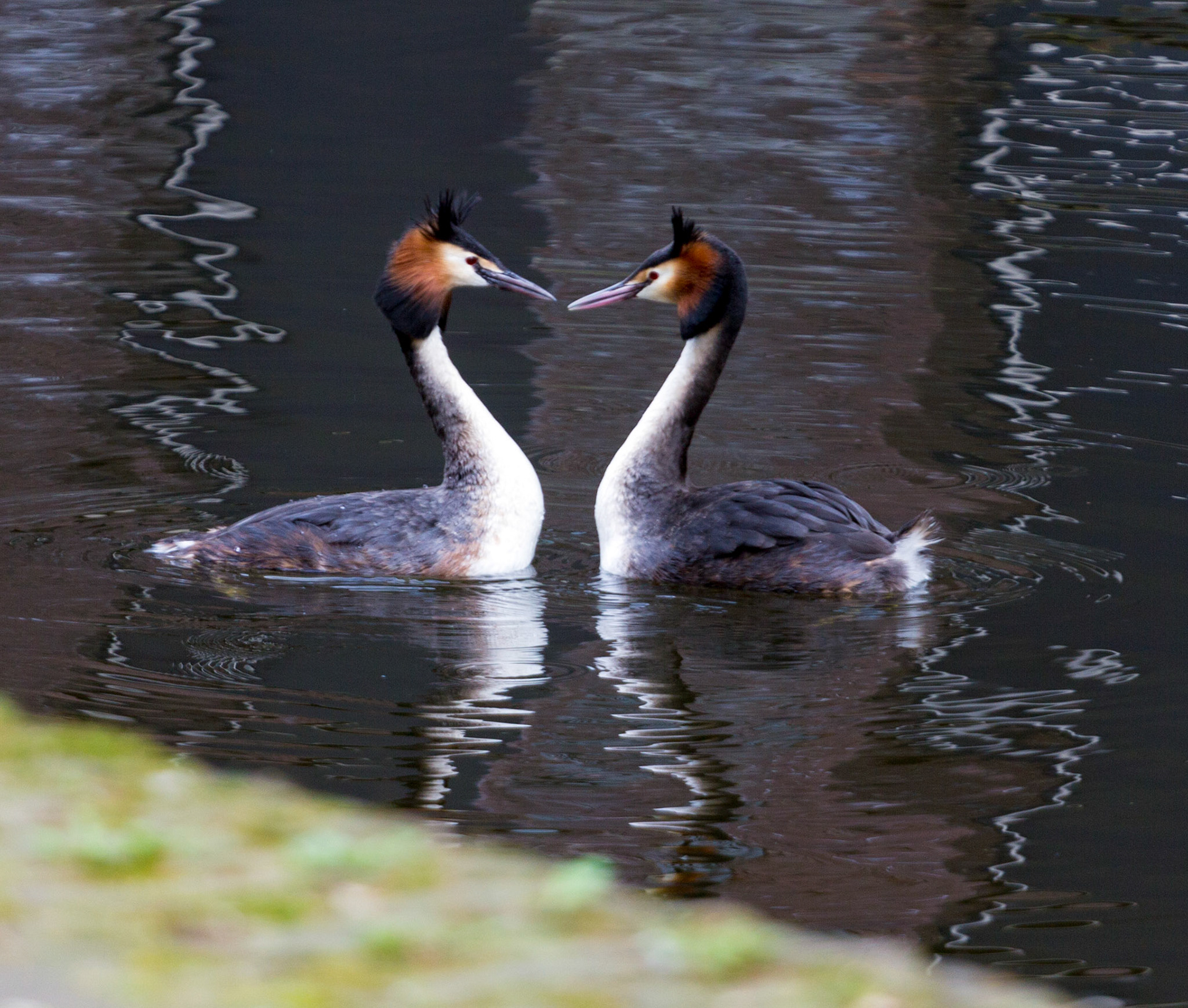 Few dance moves by Great Crested Grebes in Delft. They went through the entire display, but a coot kept stealing from their nest. Please see my other Photographs at: www.jamespdeans.co.uk