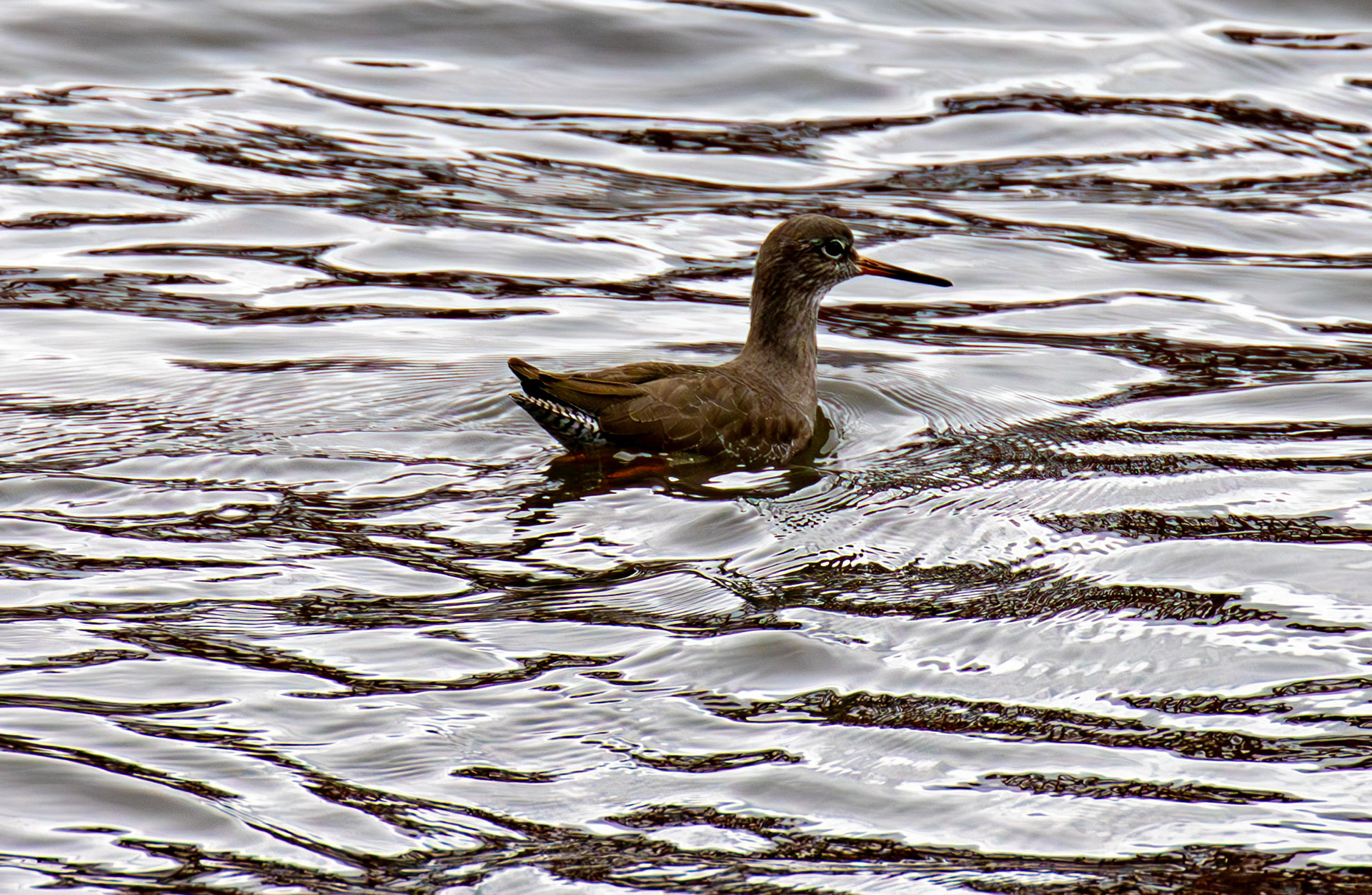 Common Redshank, waders can swim. Birthwatching at South Queensferry 18 October 2024