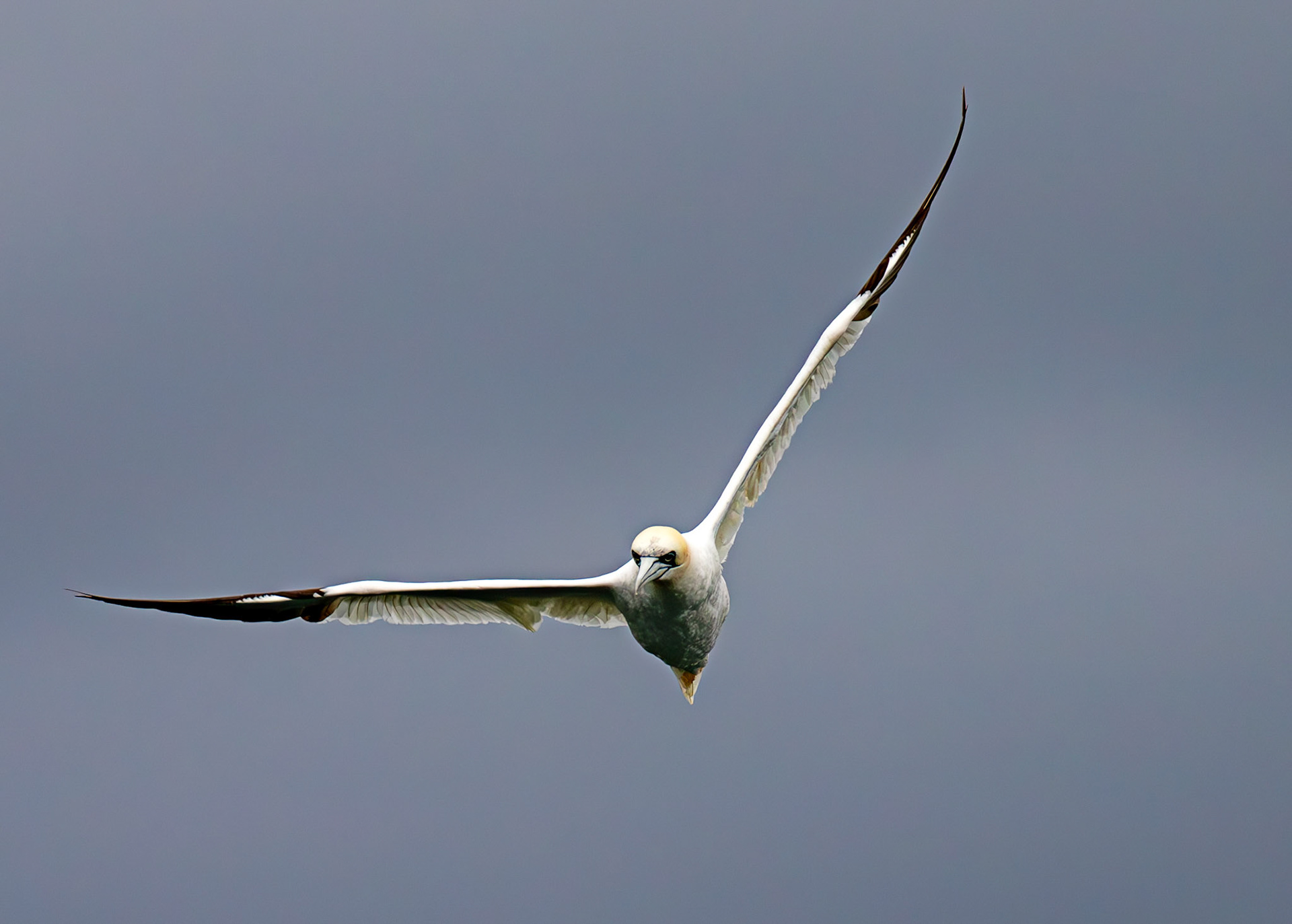 Gannets at North Berwick 14 Sept 2024