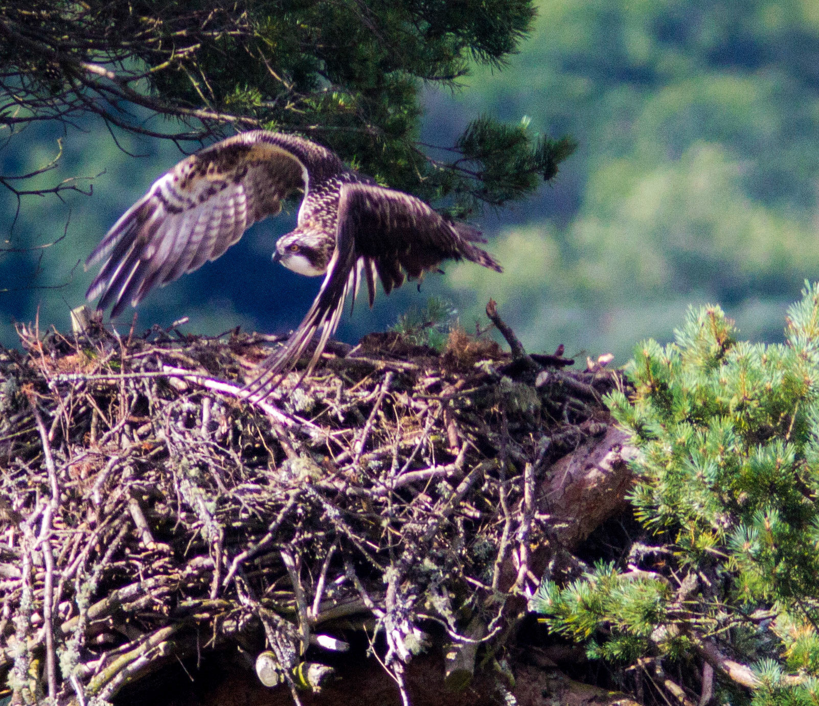 Ospreys at Loch o' the Lowes - SWT near Dunkeld