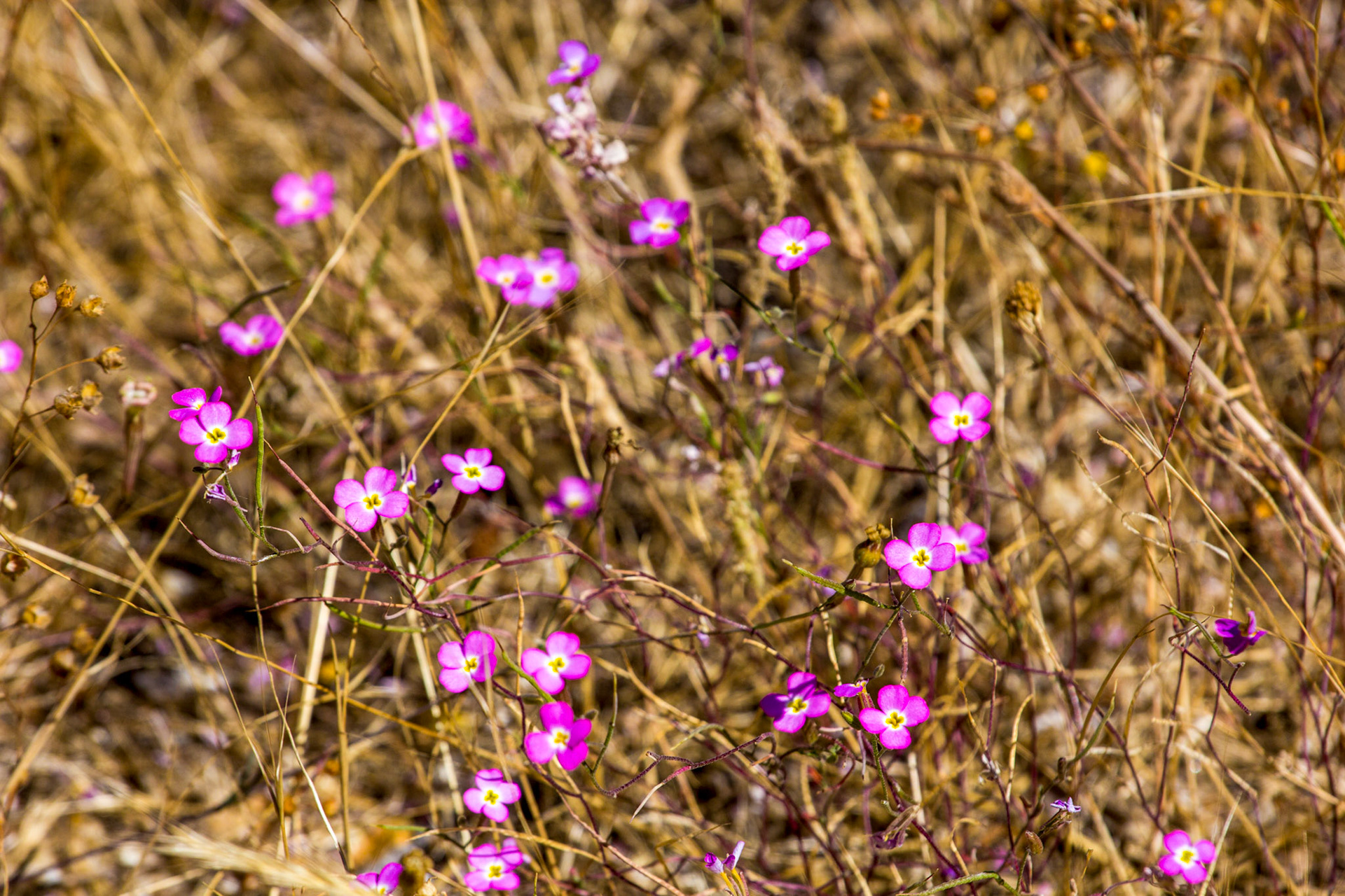 Wild Flowers in Olhao