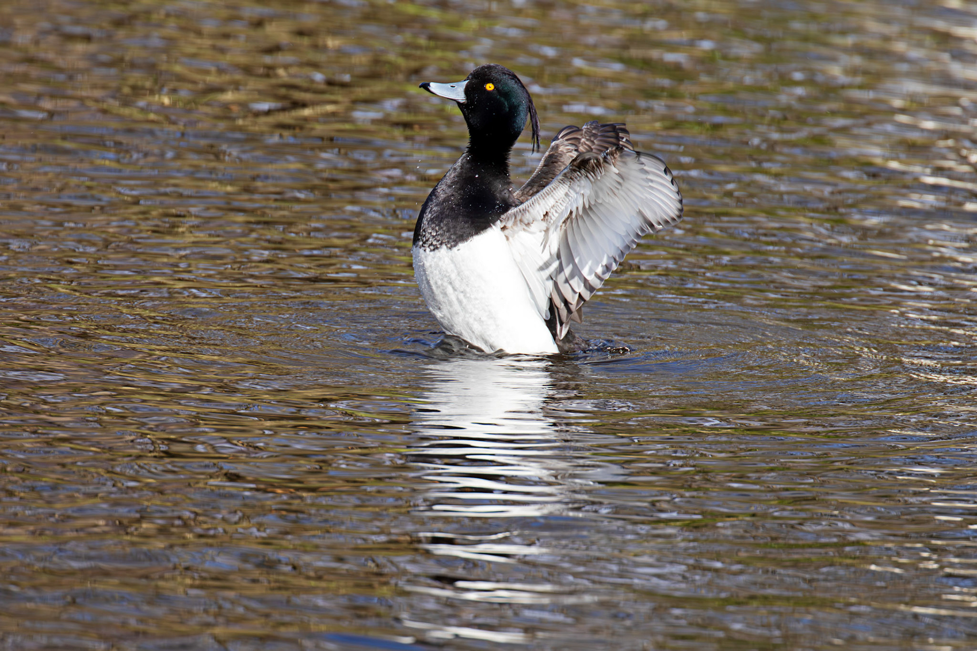 Tufted Duck, Maxwell Park, Glasgow - 24 Feb 2025