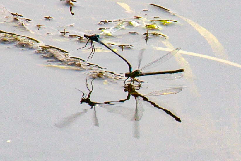 Emerald Damselfly (Lestes sponsa) Walk Thames Path MArlow to Bourne End 06 August 2025