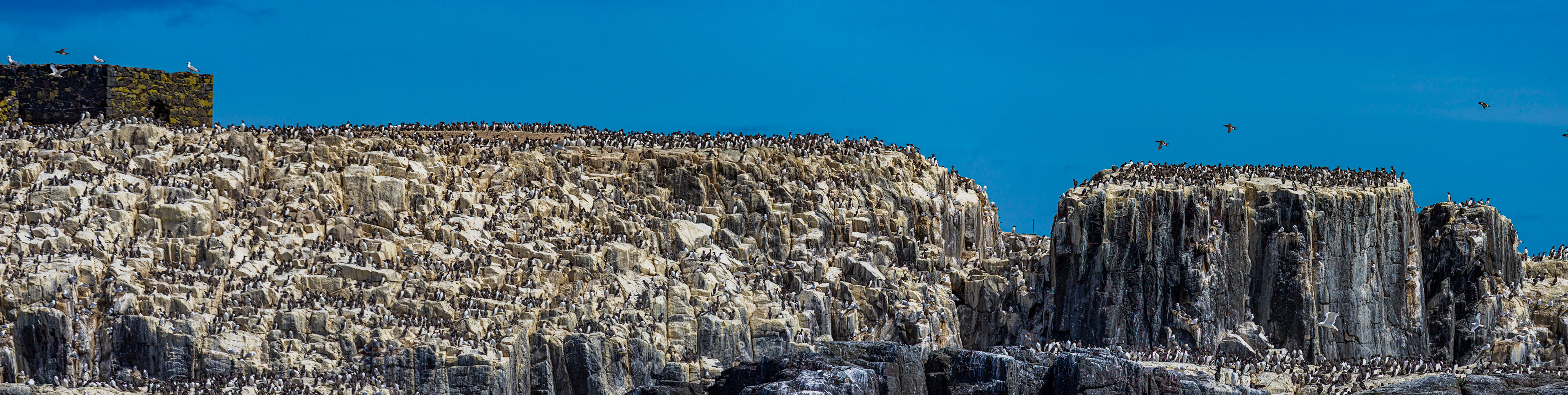 Kittiwakes &amp; Guillemots - Farne Islands 03 July 2026