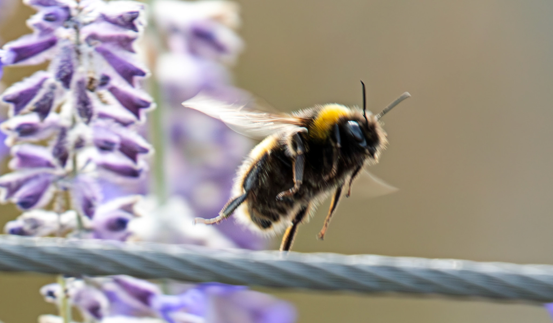 Buff-tailed Bumblebee (Bombus terrestris) Slough 05 August 2025
