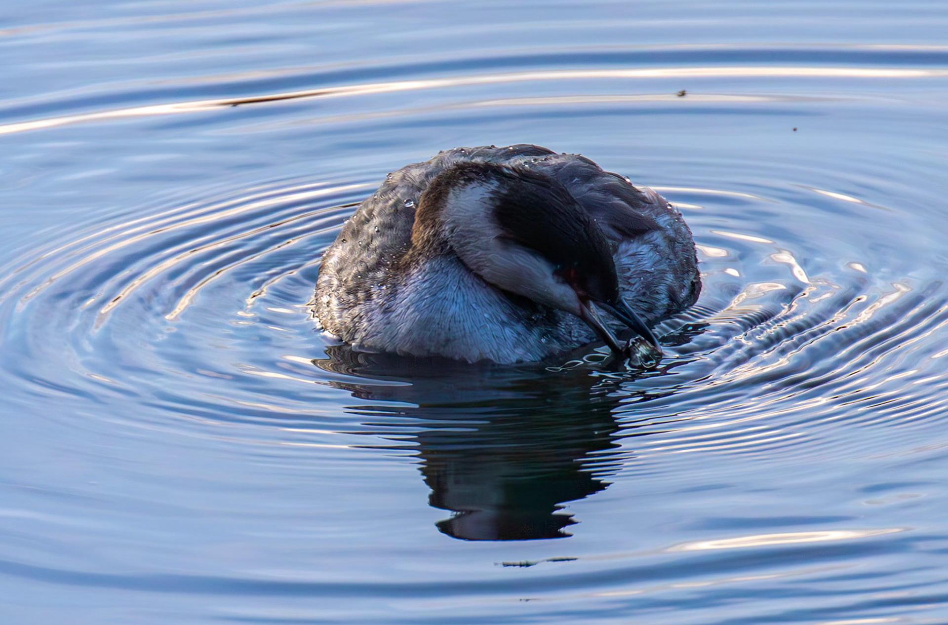 Slavonian Grebe at Linlithgow Loch 18 March 2026