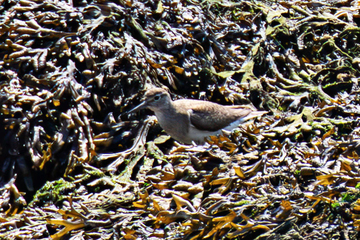 Common Sandpiper. Porto 18 August 2026