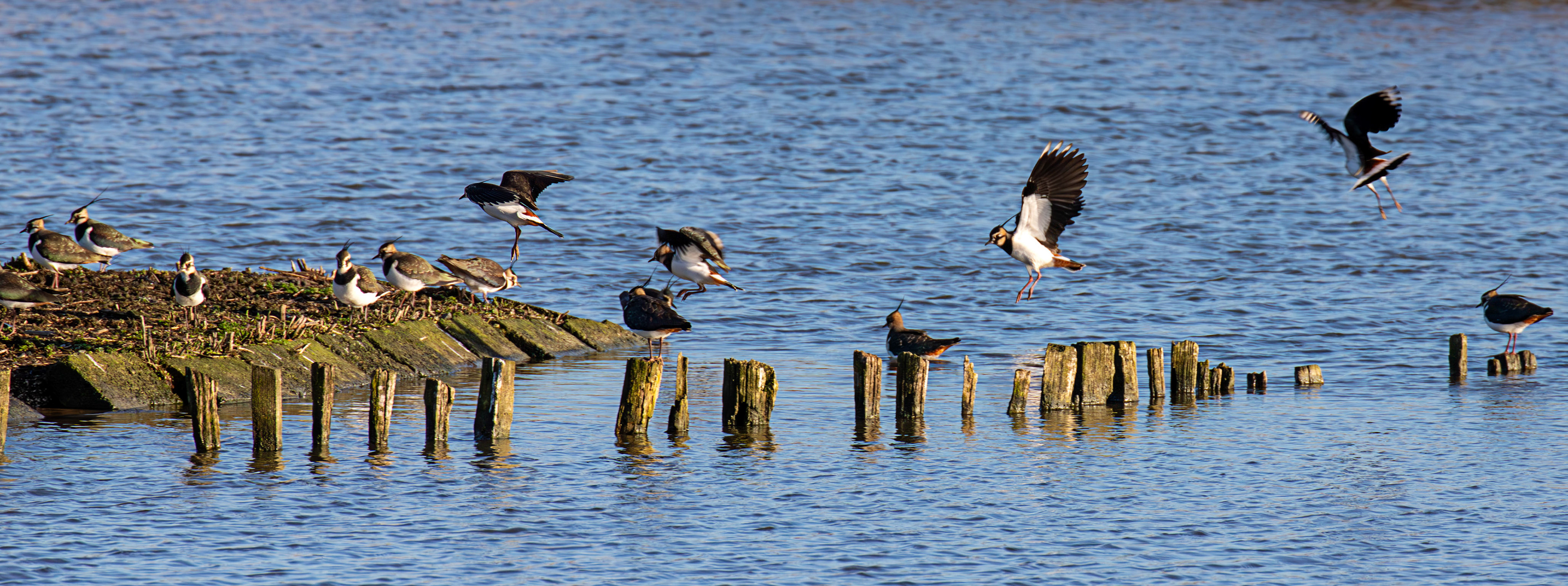Lapwing at Titchfield Haven 02 January 2025