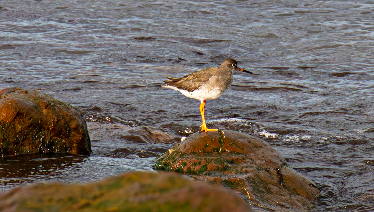 Common Redshank, Dunbar 14 Sept 2024