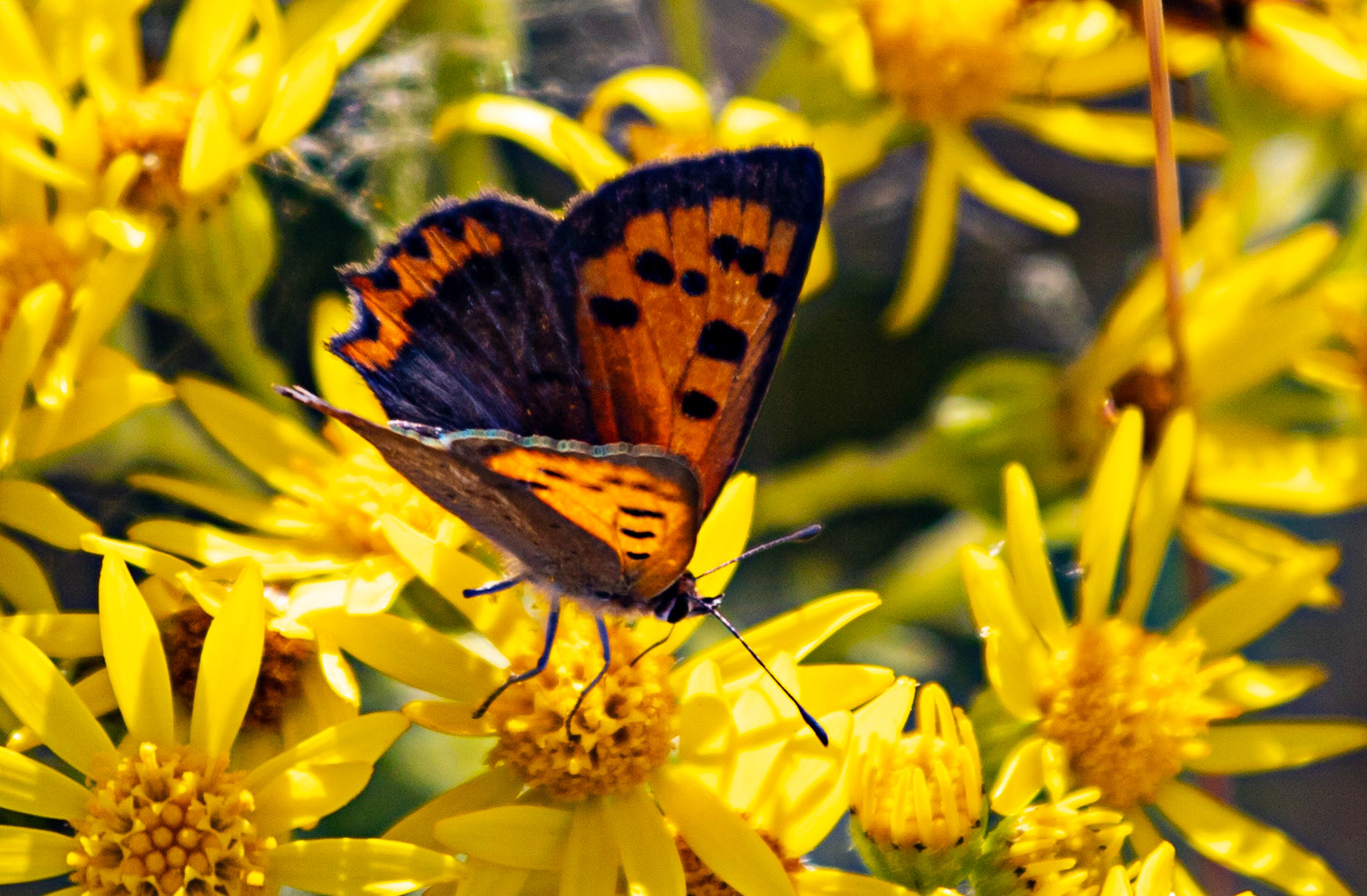 Ventnor Down IOW 15  July 2022