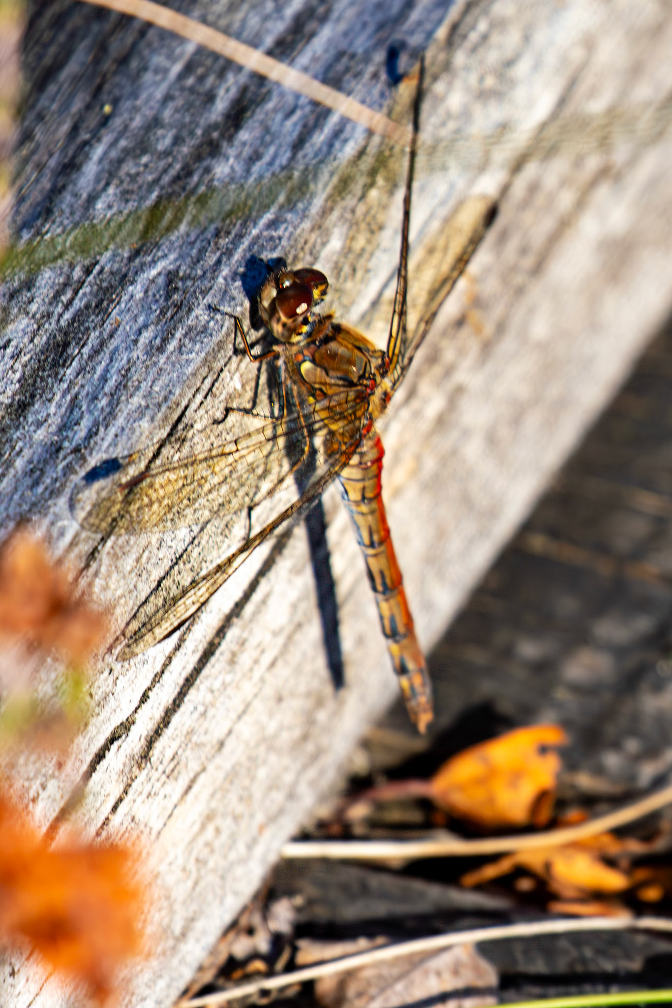 Common Darter - Sympetrum striolatum - Bavelaw 25 Sep 2025