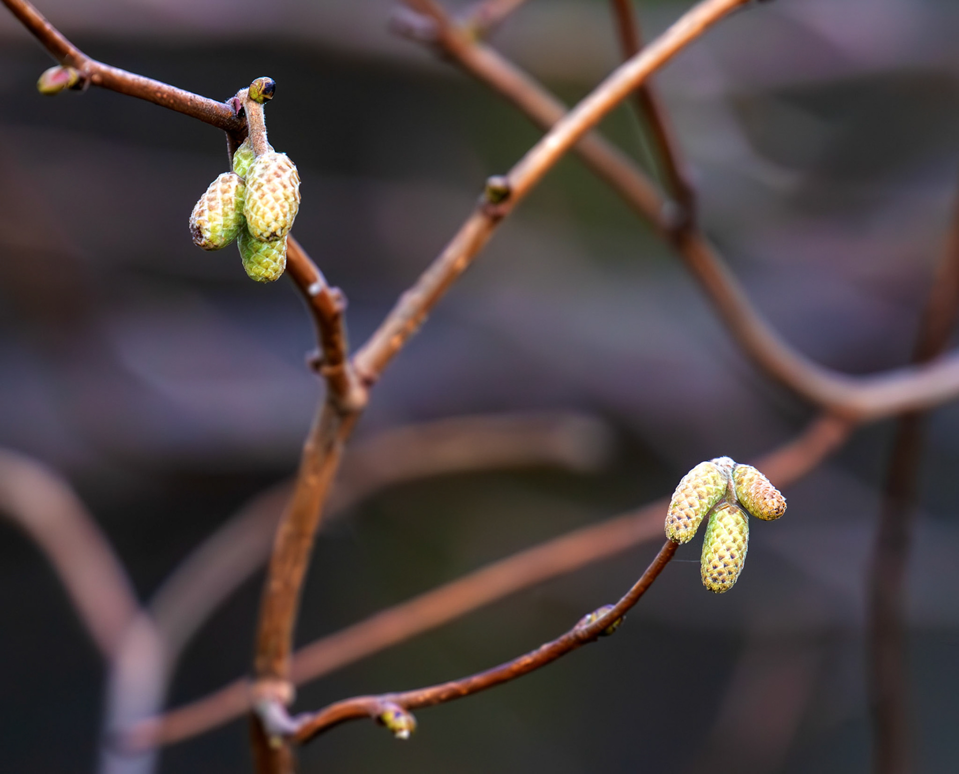 Catkins - South Queensferry 31 December 2025