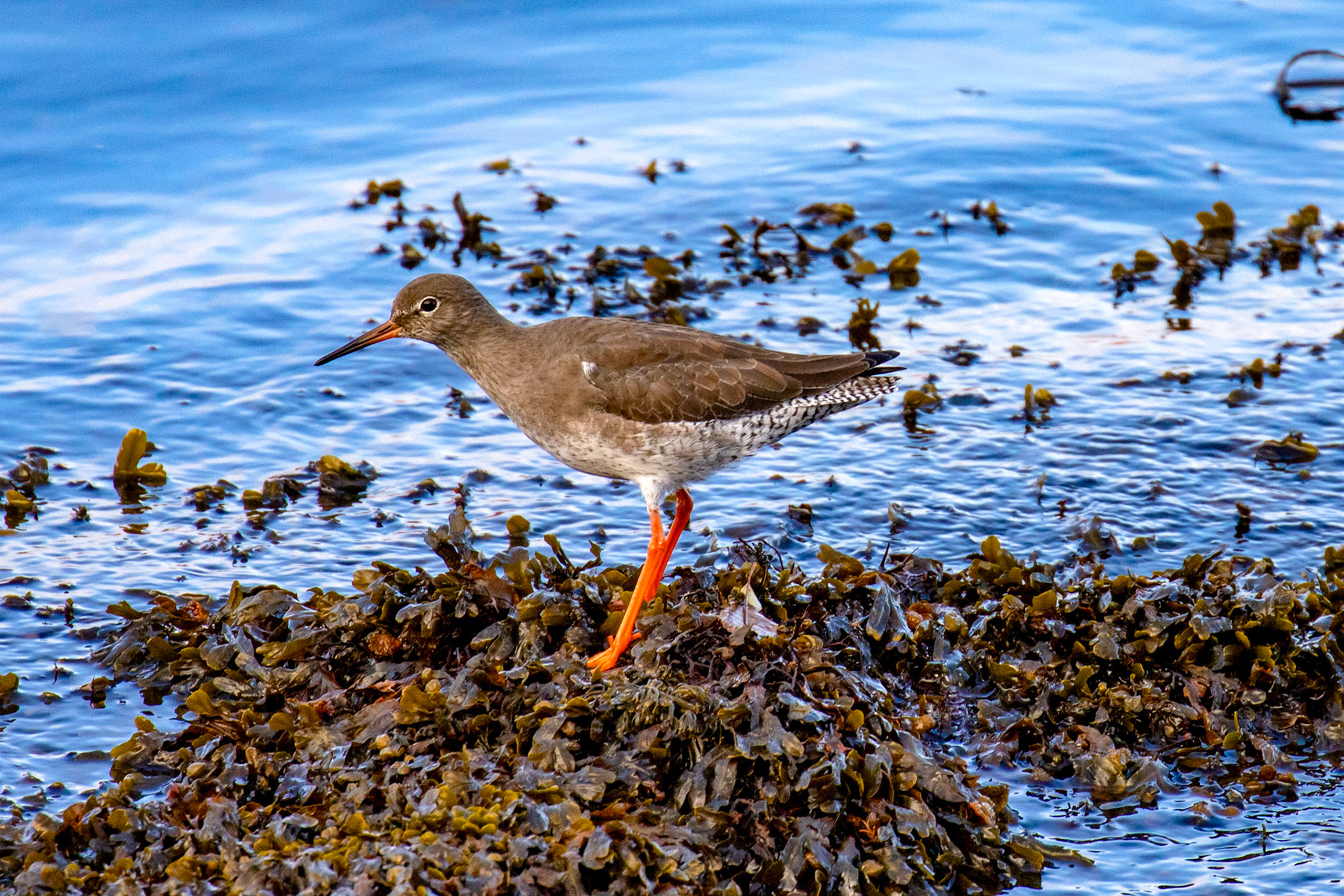 Common Redshank - South Queensferry 30 October 2024