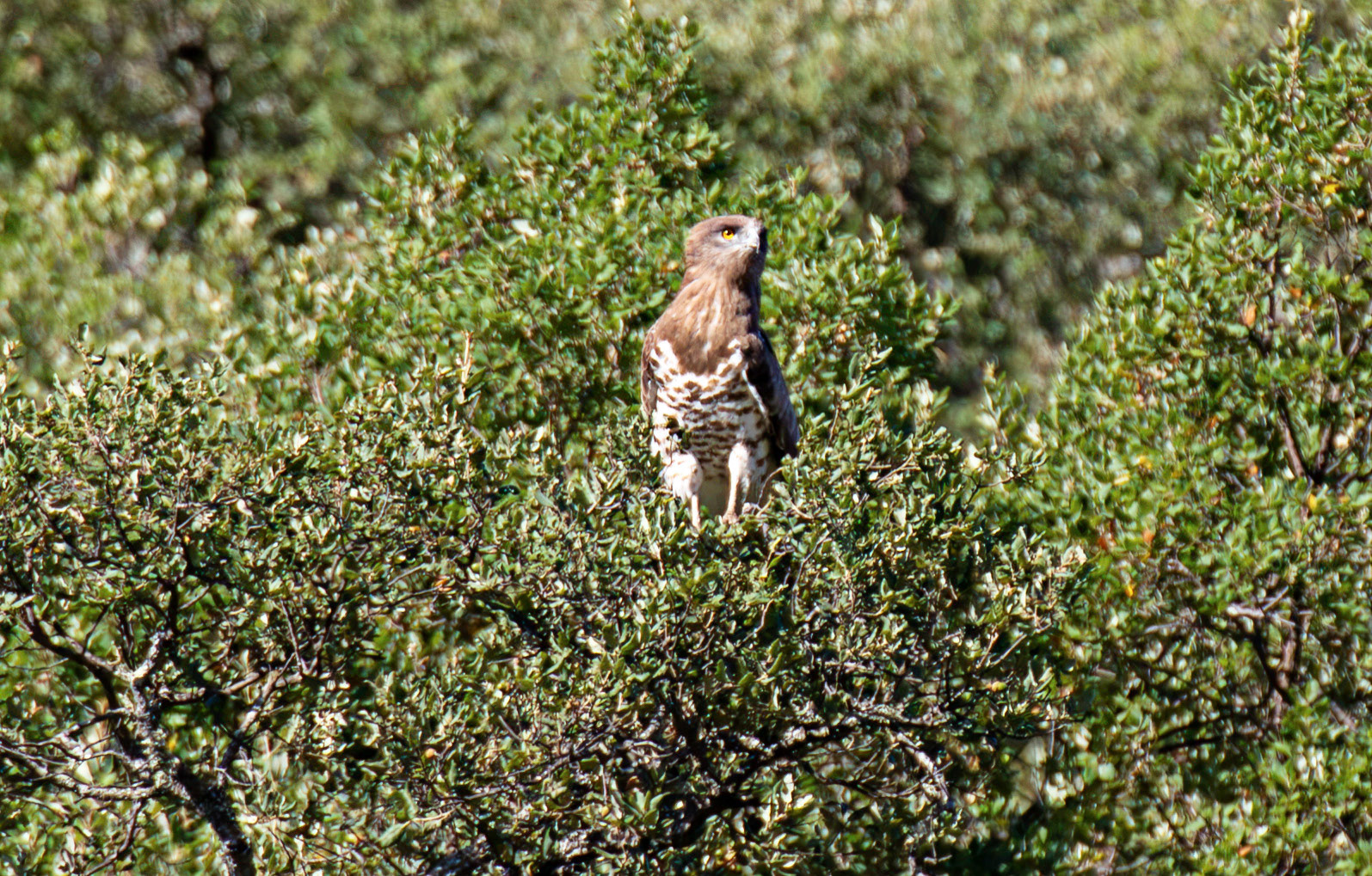 short-toed snake eagle (Circaetus gallicus) Douro River Cruise 22 August 2026