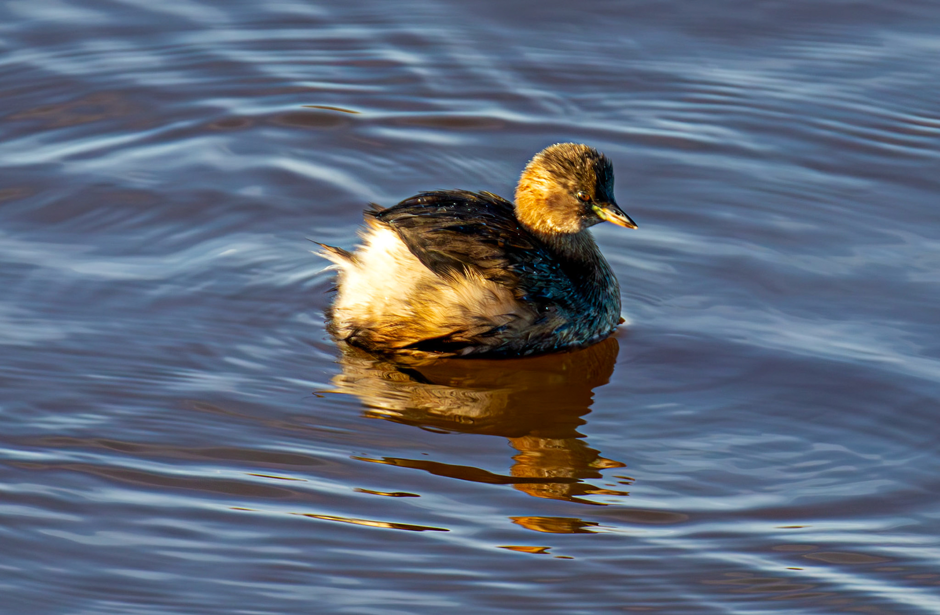 Little Grebe, River Esk Musselburgh 18 November 2024