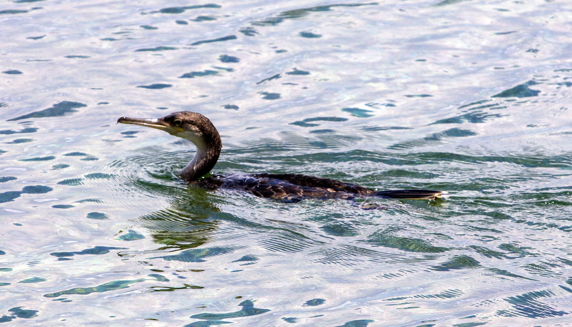 Port de PollençaPlease see my other Photographs at: http://www.jamespdeans.co.uk/