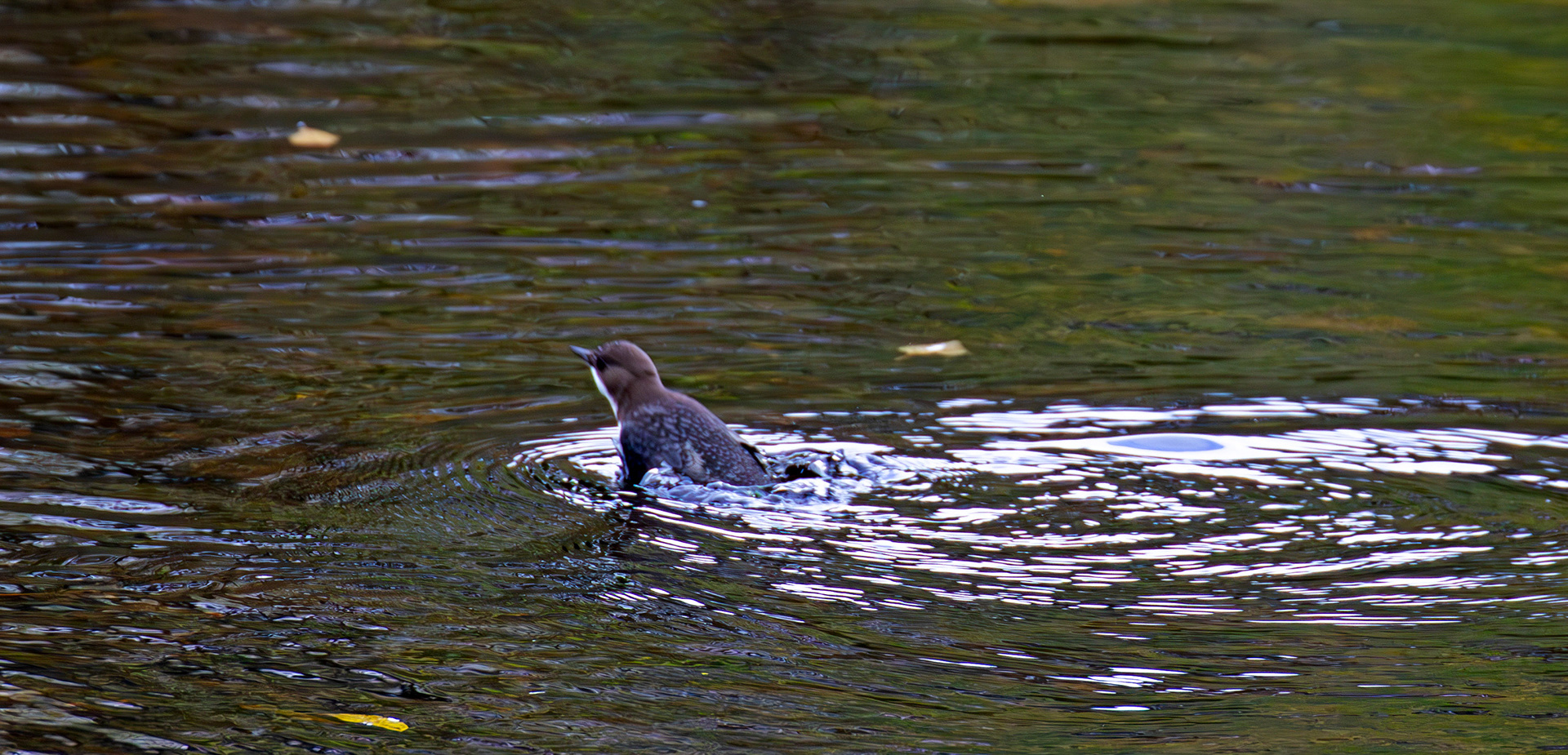 Largs 08 October 2024