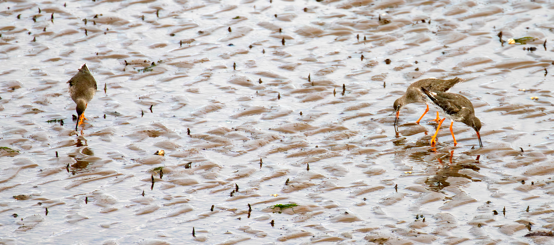 Bar-Tailed Godwit - Fisherrow, Musselburgh 14 Sept 2024