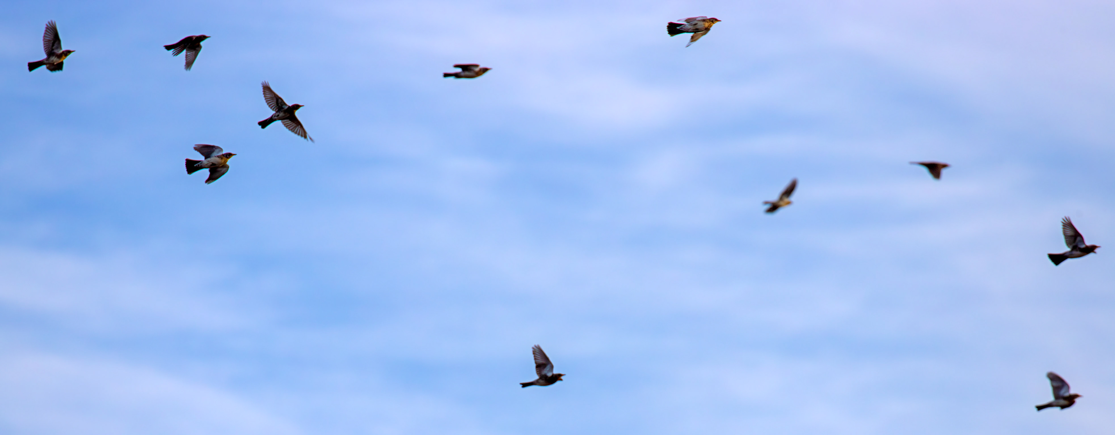 Fieldfare at Gullane, East Lothian - 05 February 2025