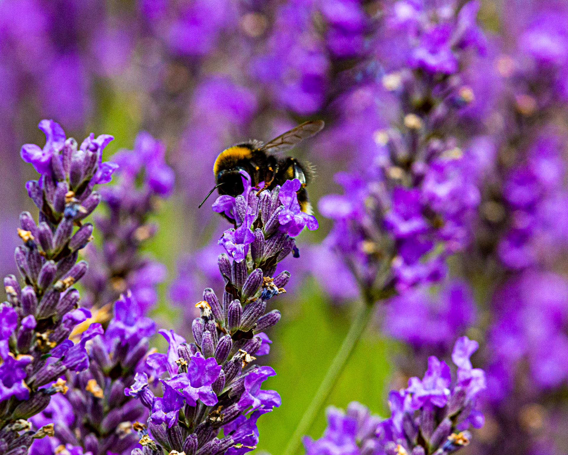I spent an amazing few hours at Scottish Lavender Oils. They are so dedicated to nature and not to profit!