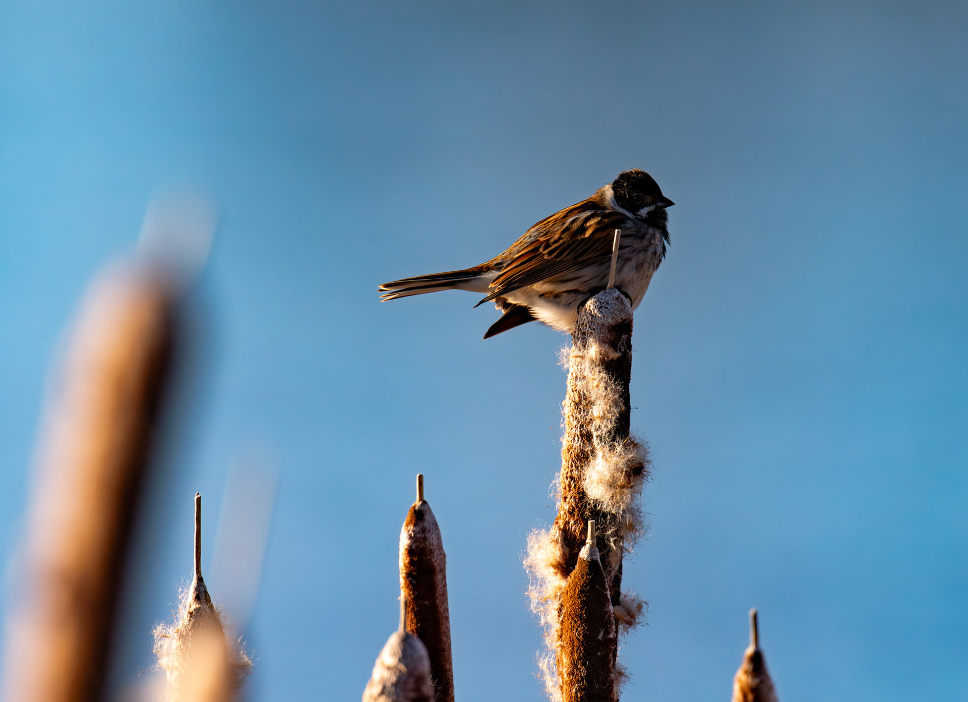 Reed Bunting on Reeds at Letham Pools 08 January 2025
