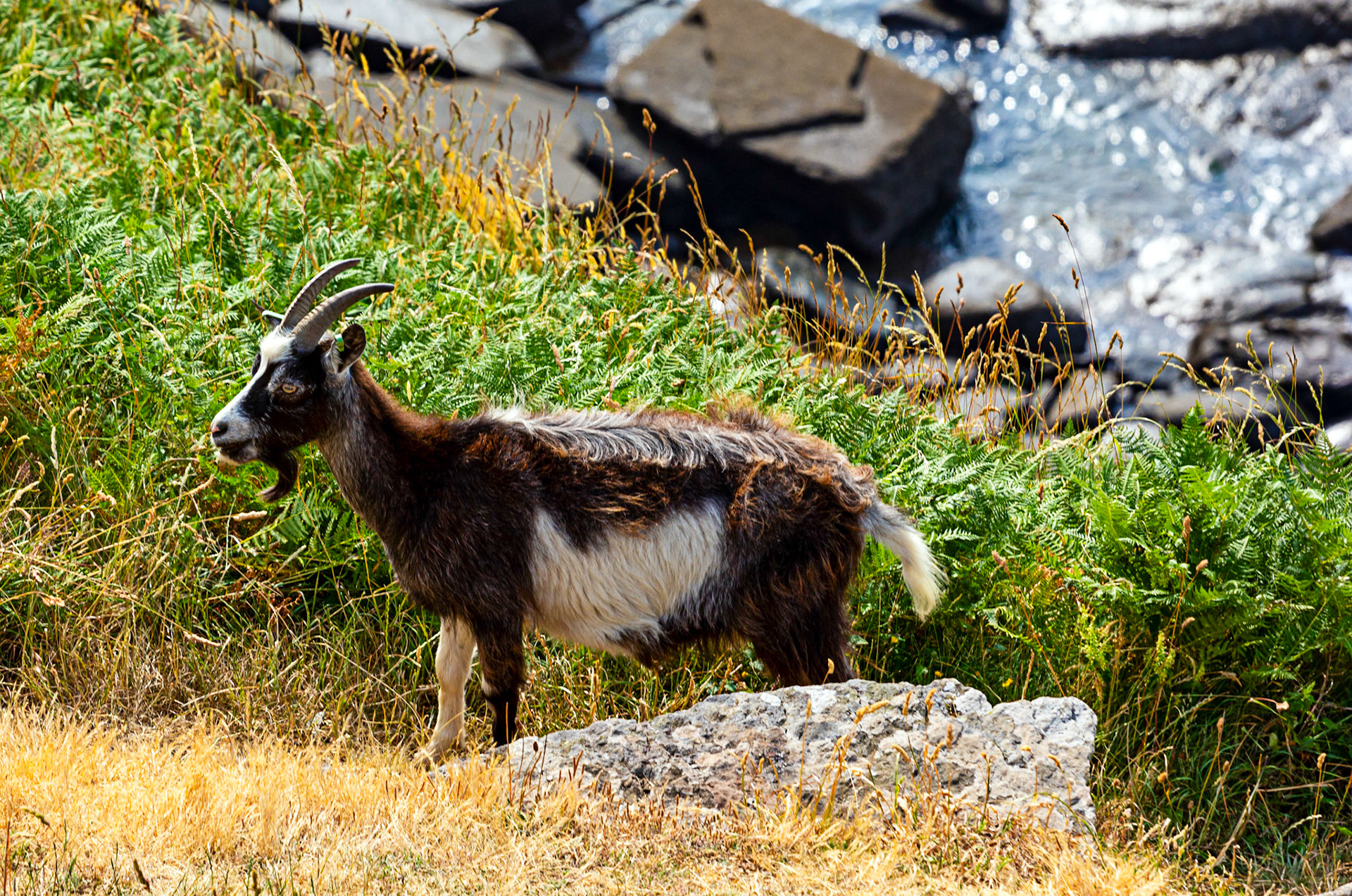 Valley of the Rocks, Lynton 26 June 2023