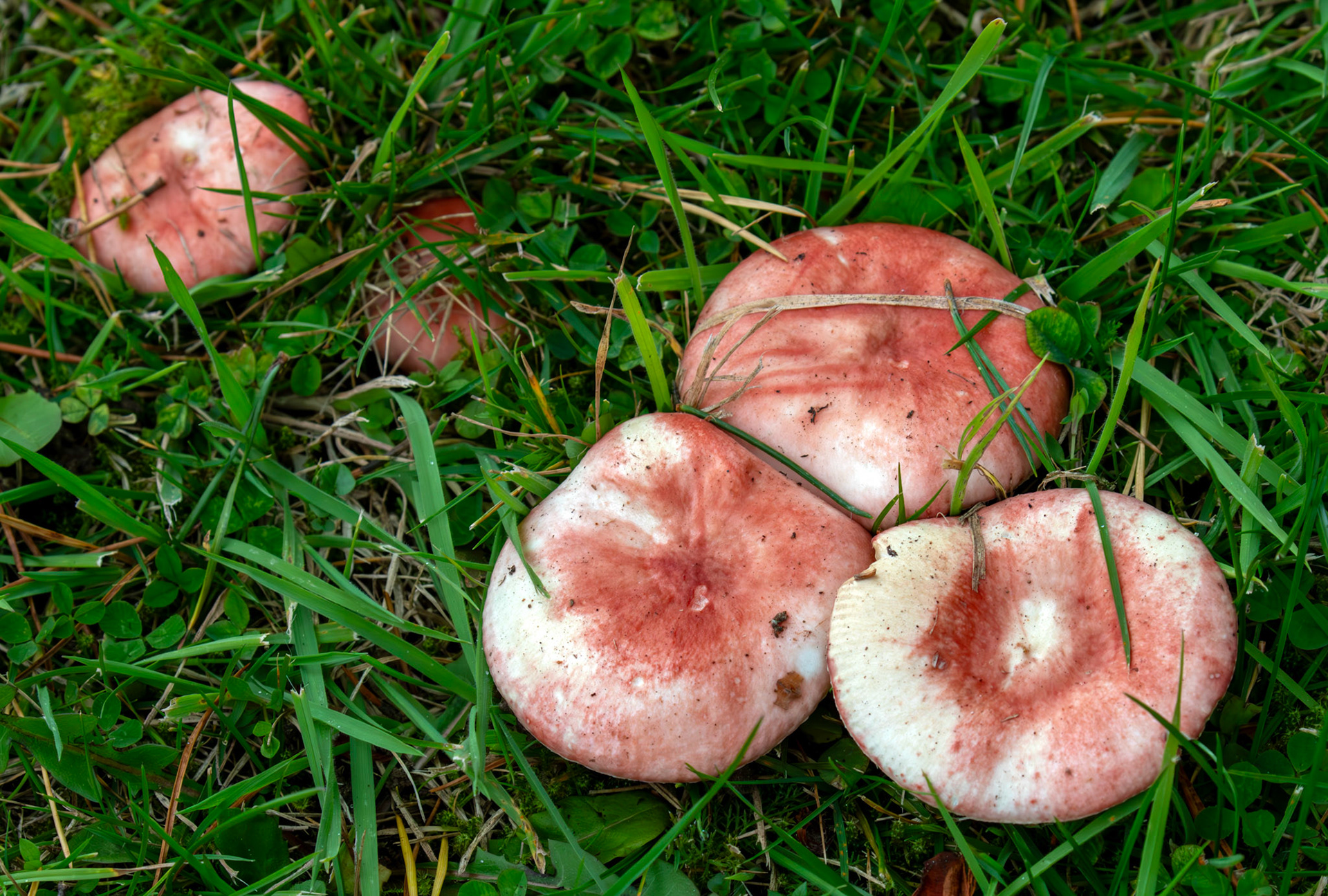 The Sickener (Russula emetica) - Deans North 06 October 2025