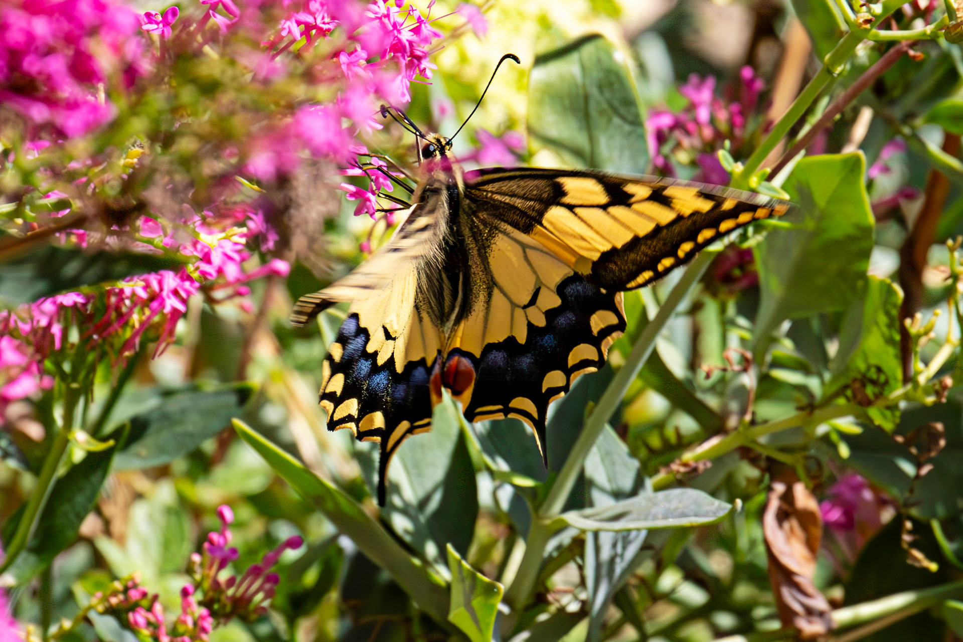 Swallowtail Butterfly - Riomaggiore 06 Sept 2025