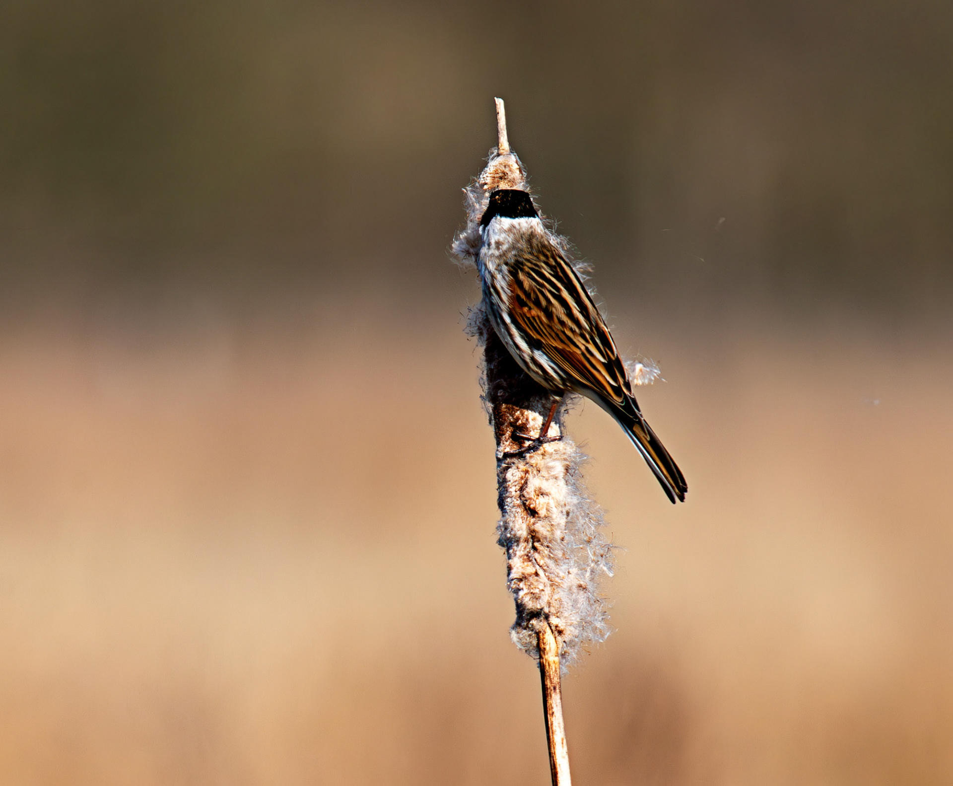 Reed Bunting at Black Devon Wetlands 20 March 2026