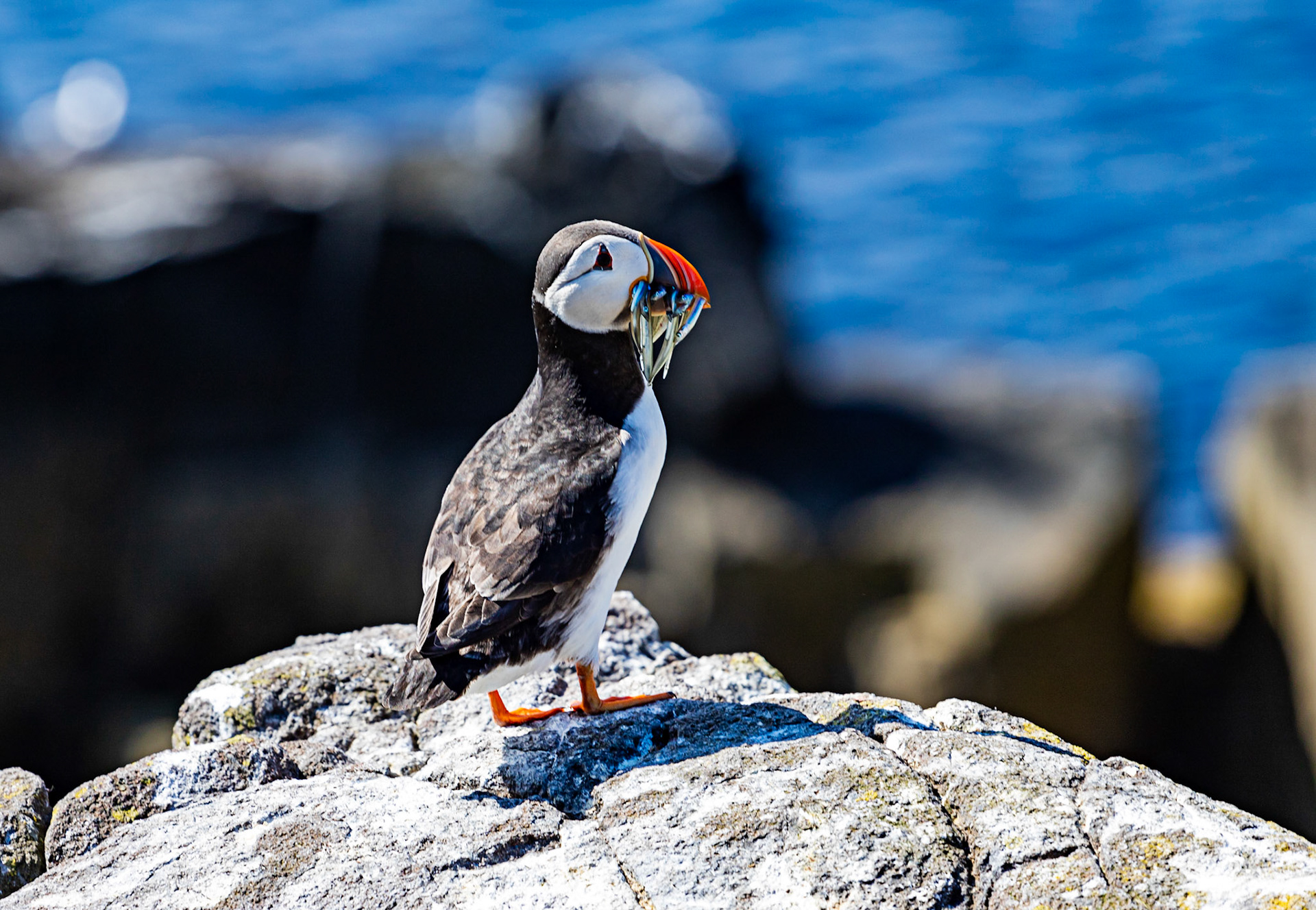 Puffin - Isle of May - 04 June 2022