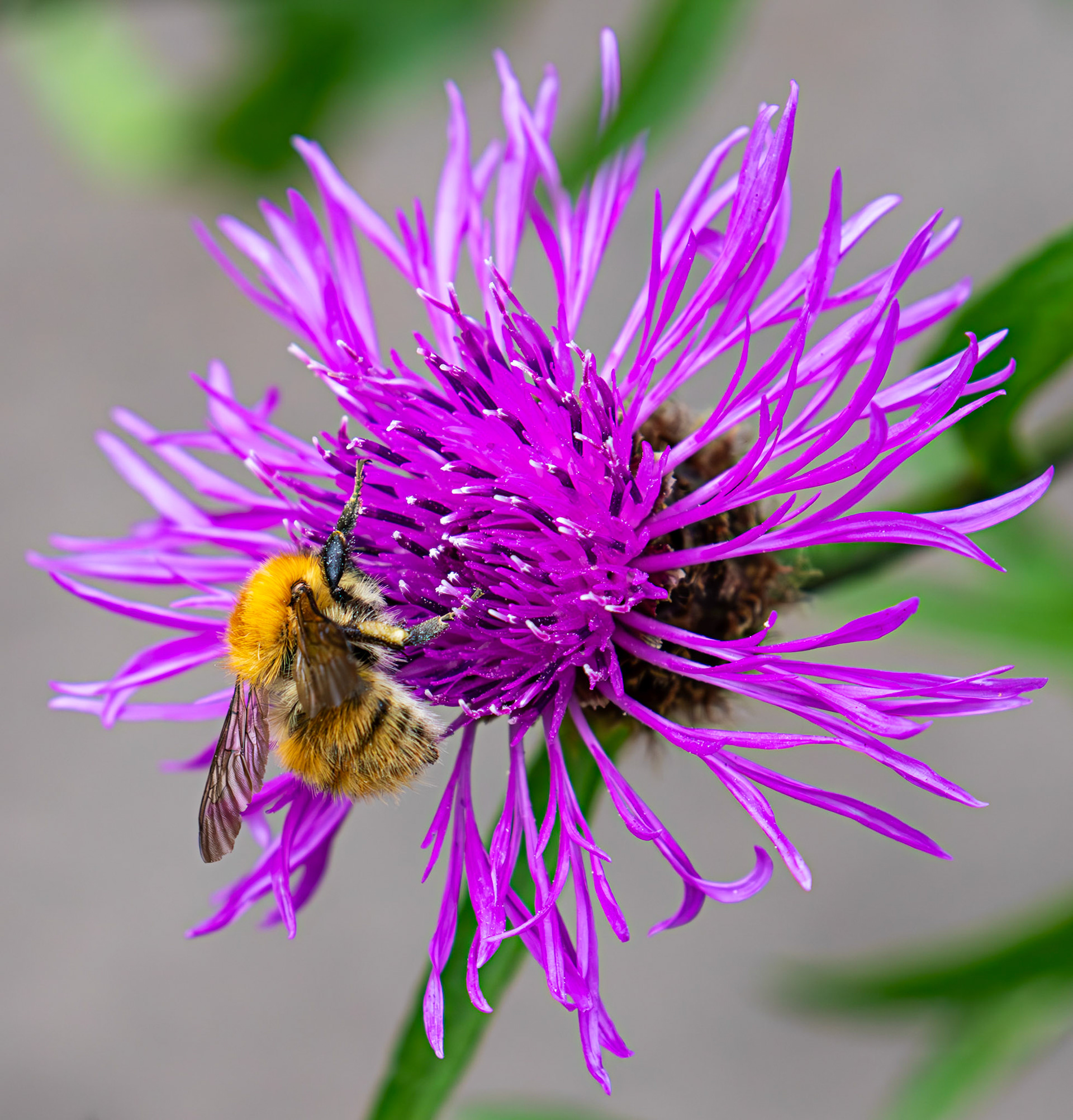 Howden Park Walled Garden 01 July 2025