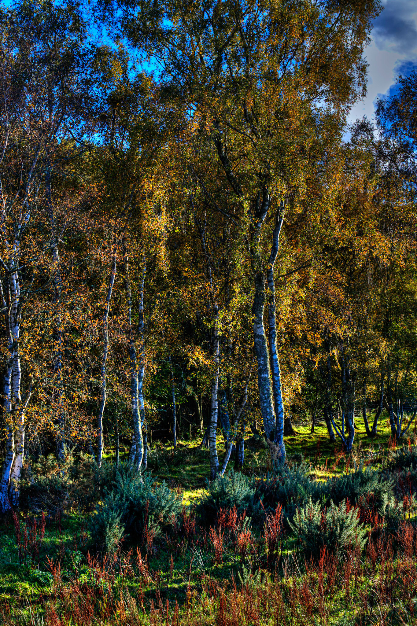 Autumn in Aberdeenshire 14 to 16 October 2022