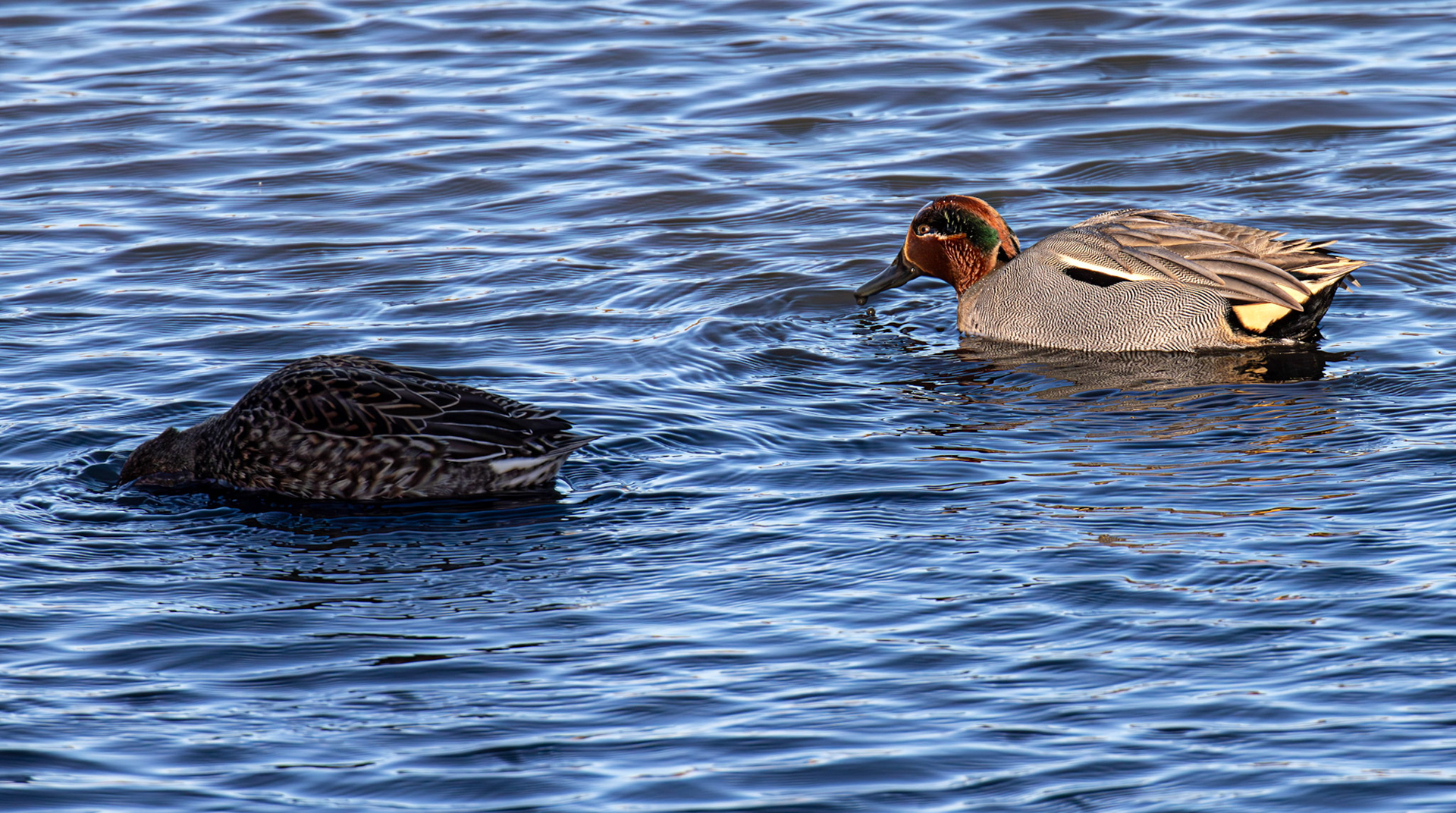 Teal at Titchfield Haven 02 January 2025