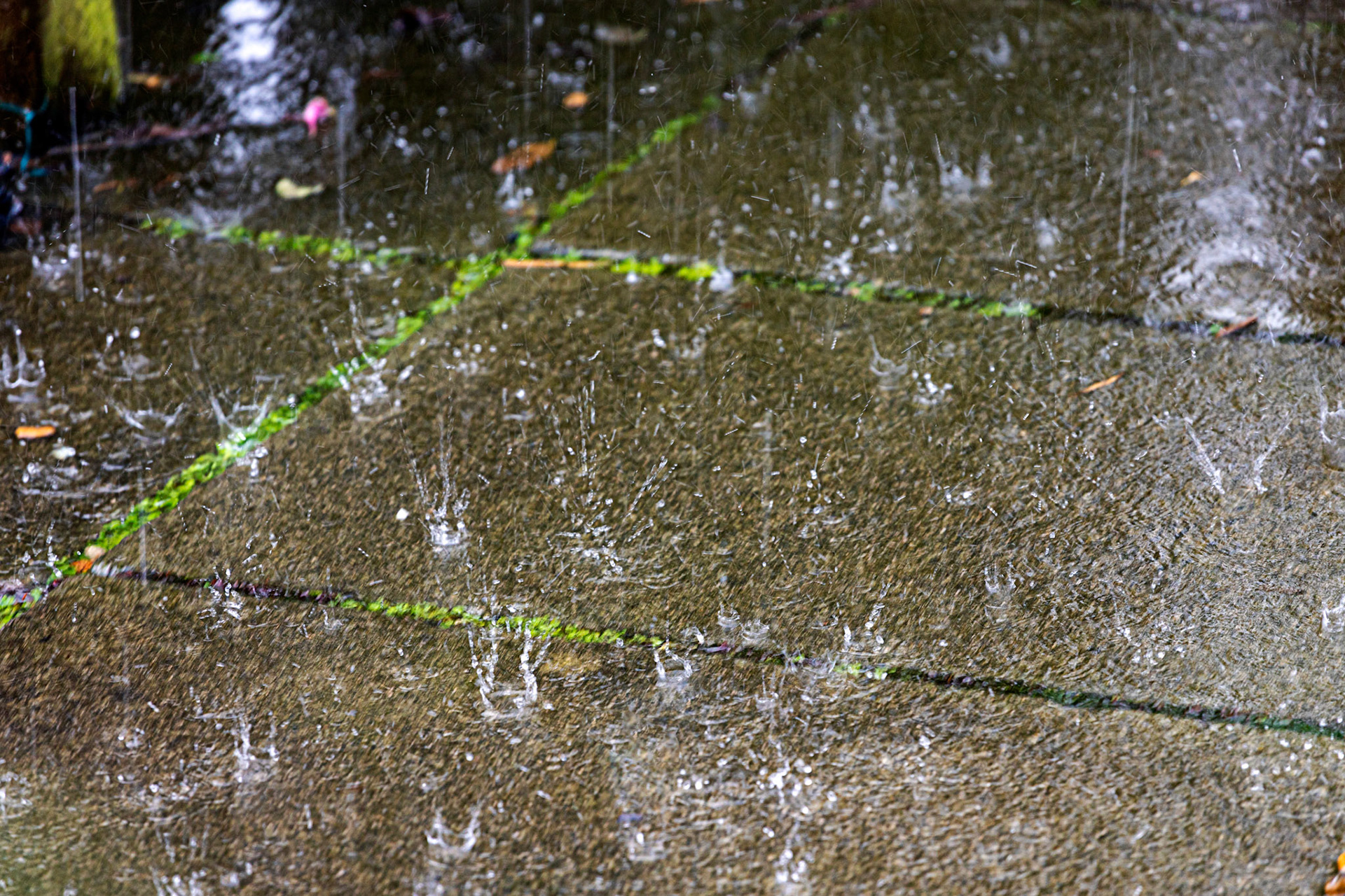 Garden - In the rain. 08 Sept 2022