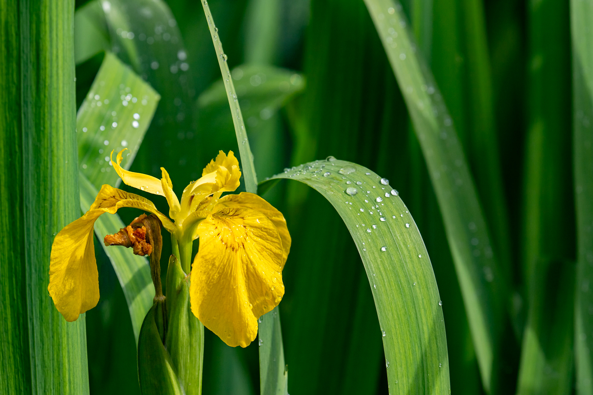 Bavelaw 22 June 2025