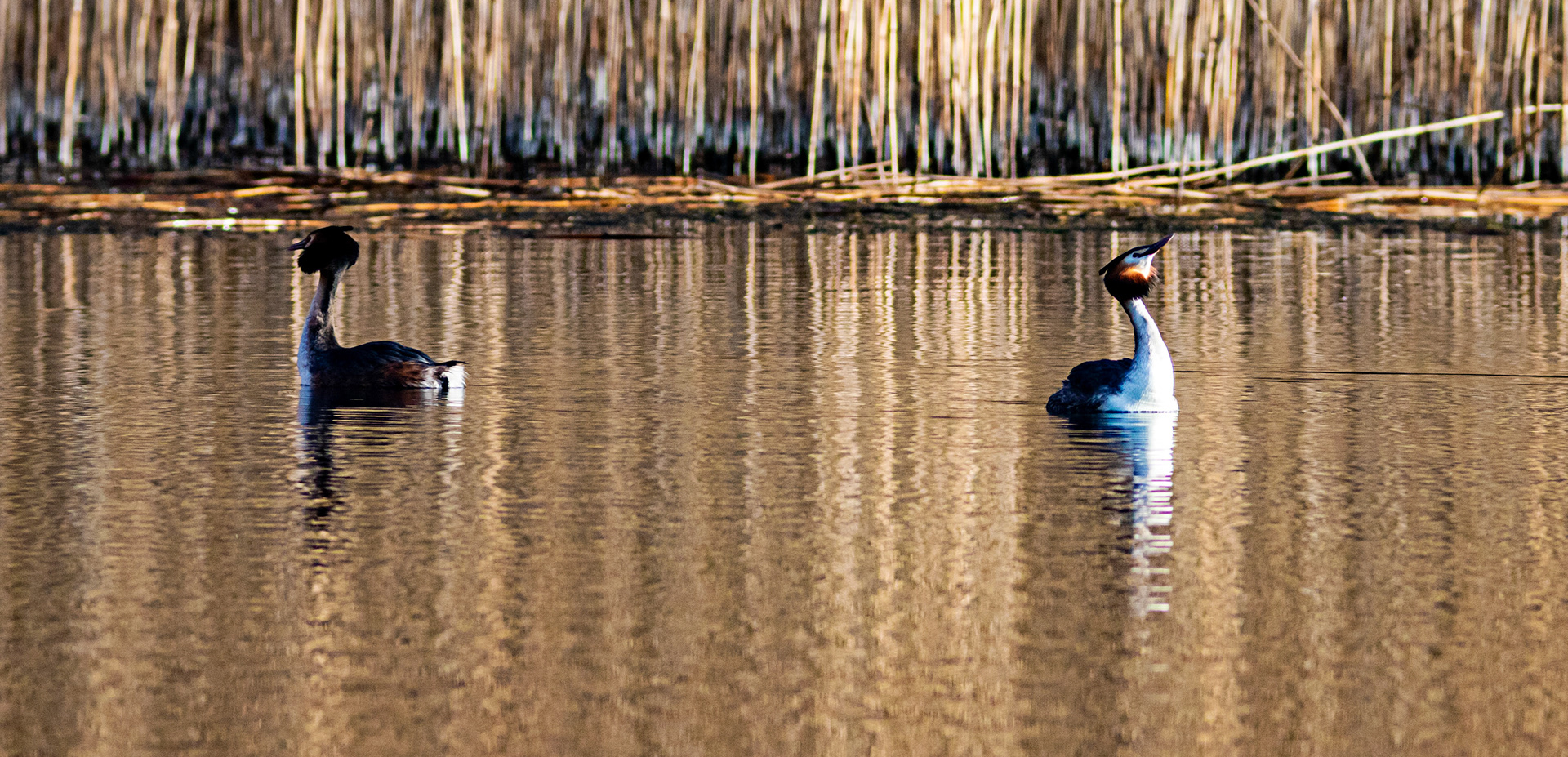 Displaying Great Crested Grebes at Linlithgow Loch - 09 March 2021Please see my other photos at JamesPDeans.co.uk