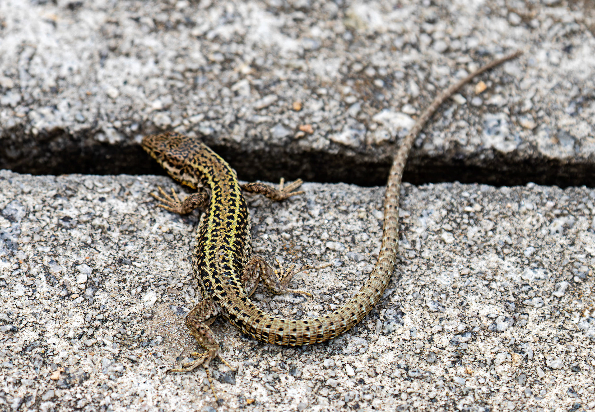 Viviparous Lizard (Common Lizard) Reserva Natural do Estuario do Douro 20 August 2026