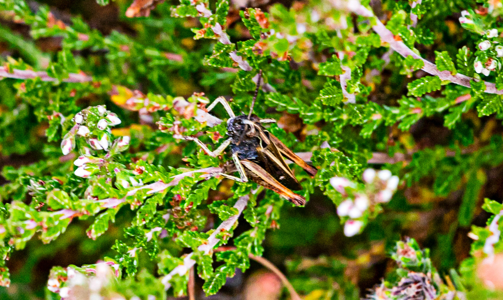Grasshopper at Pig Bush - New Forest